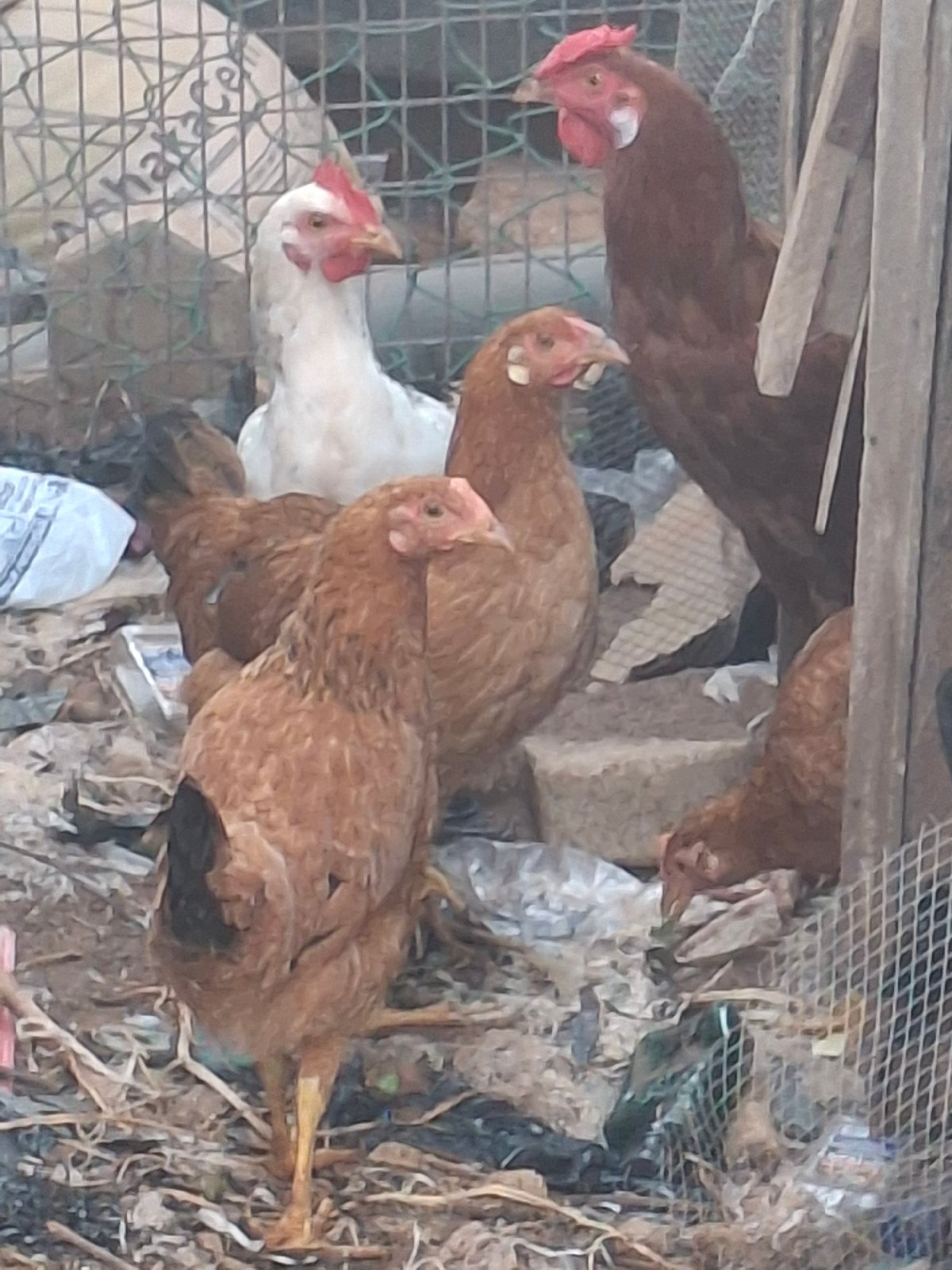 Morning life in rural Tumfure — animals, paths, and everyday movement.
