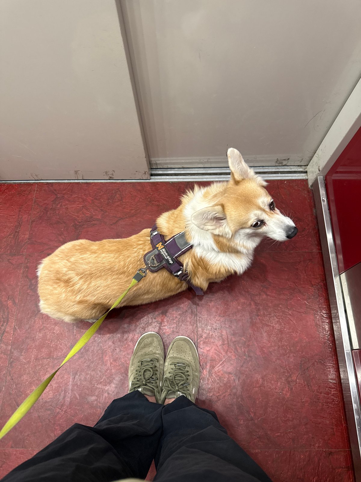 Indoor dog and man photographed in Krasnoyarsk early morning