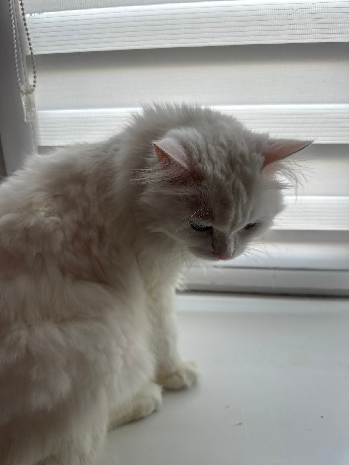 White cat at home in Omsk, windowsill to floor
