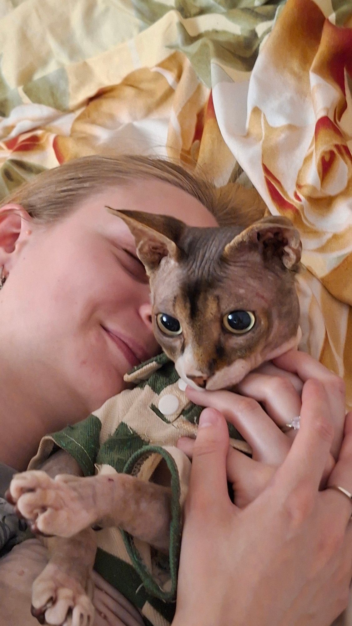Cozy downtime with a dressed-up Sphynx cat in rural Belarus