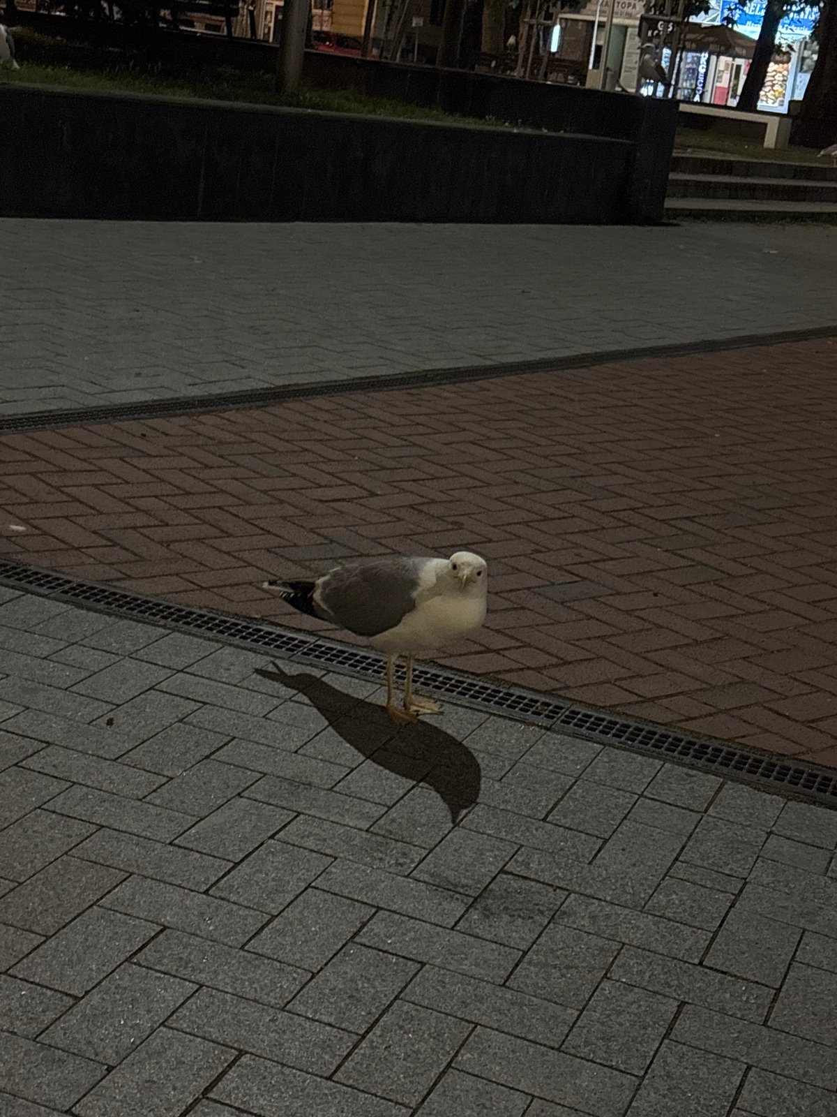 Seagull spotted in Varna's Opera Square during evening hours