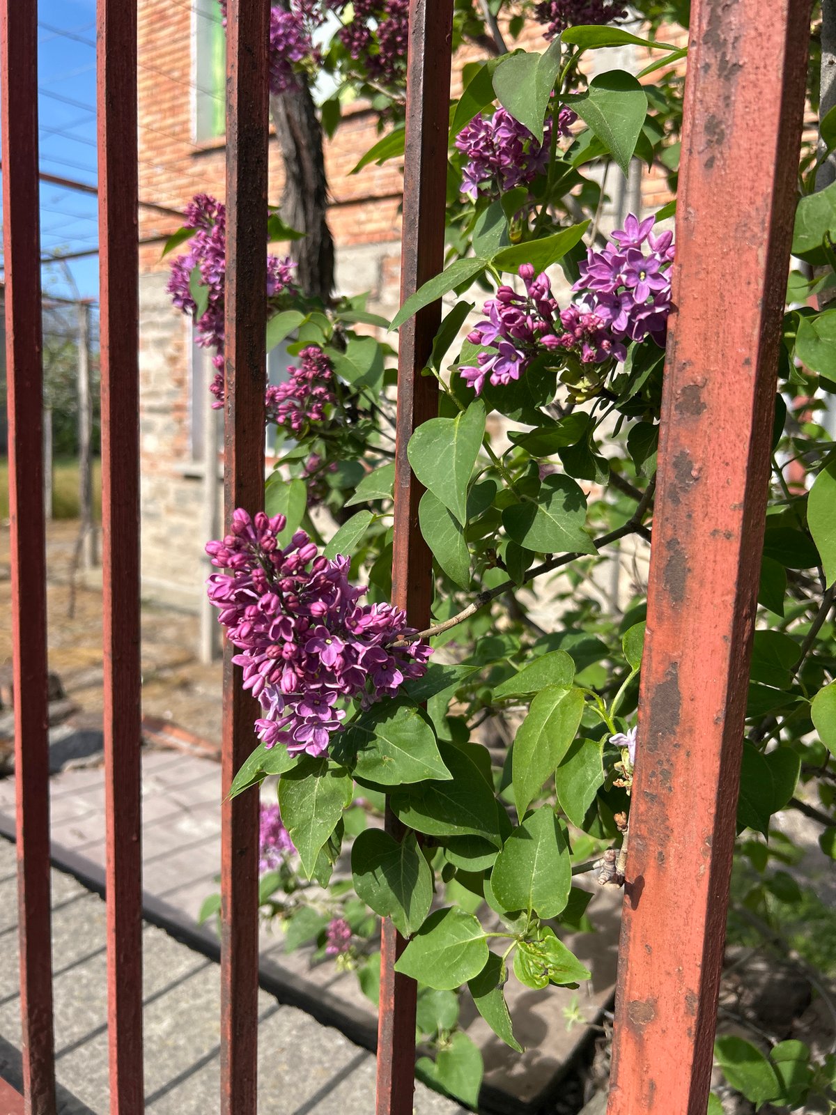 Spring morning glimpses: flowers and cat spotted in Plovdiv