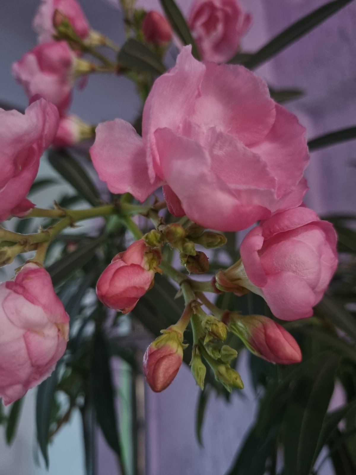 Mixed seasonal scenes documented in Kemul, Russia