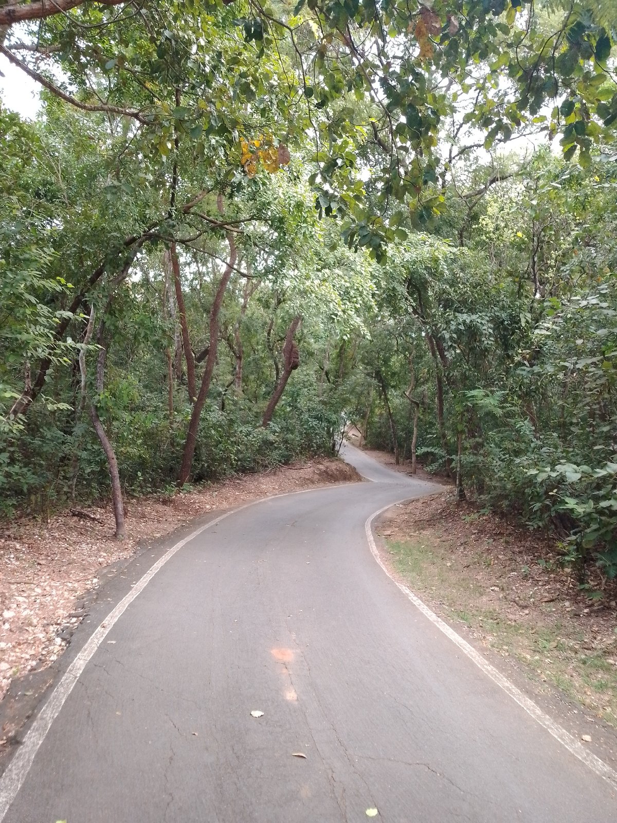Cuiabá resident documents three-hour city walk through forests, cemeteries, streets