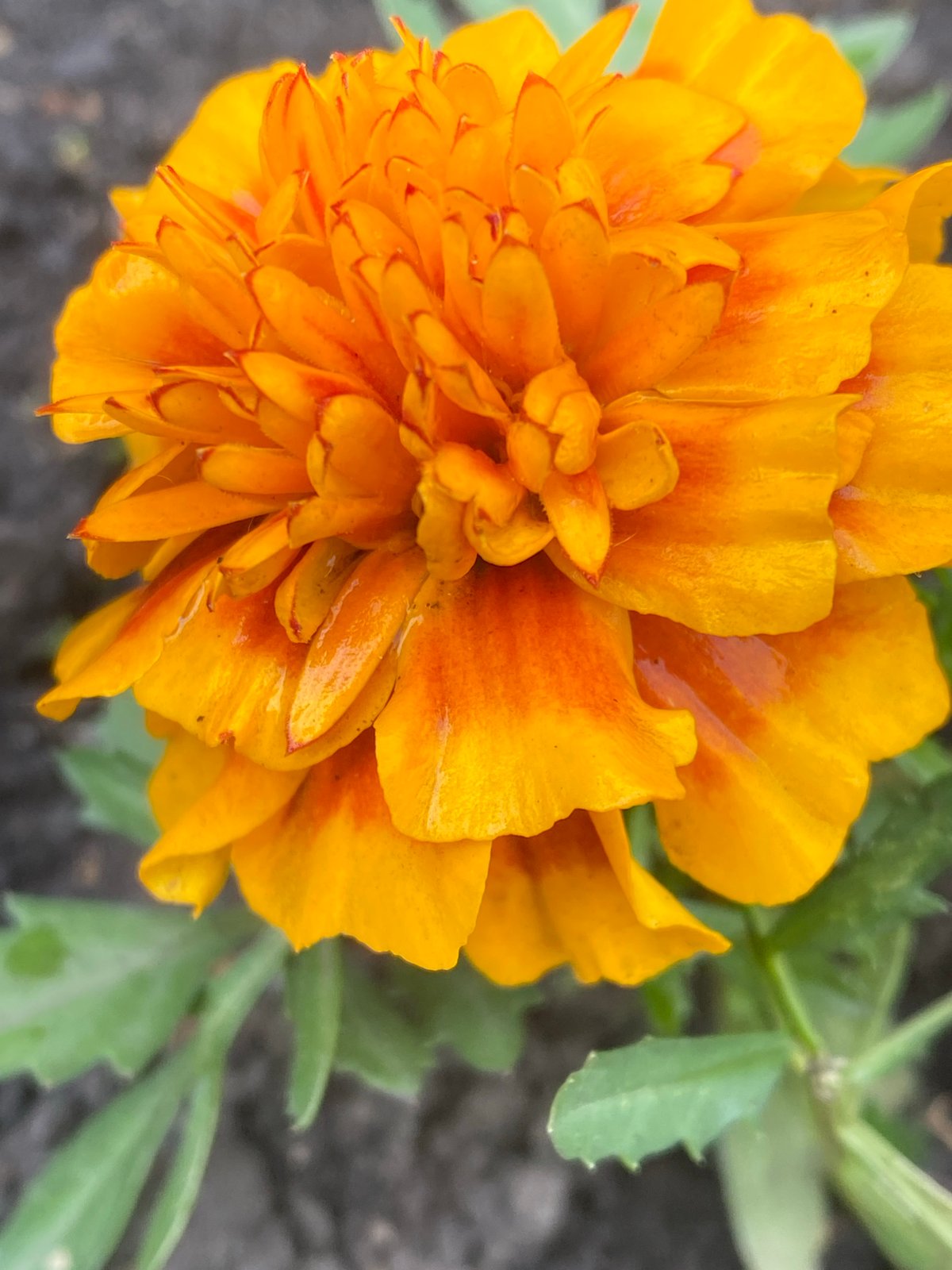 Morning garden blooms and urban pigeons captured in Novokuznetsk