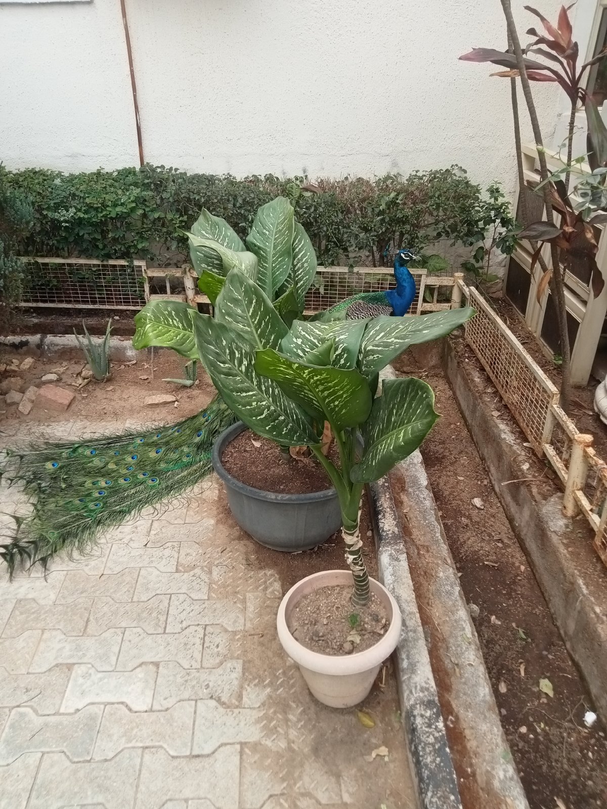 Peacock spotted roaming residential garden in Jos, Nigeria