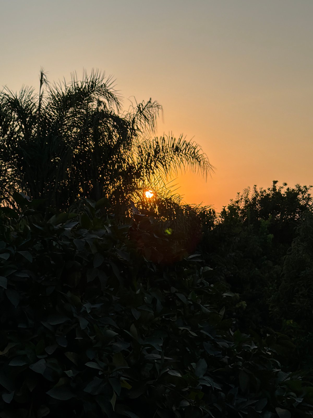 Sunset silhouettes palms over a Gedera neighborhood