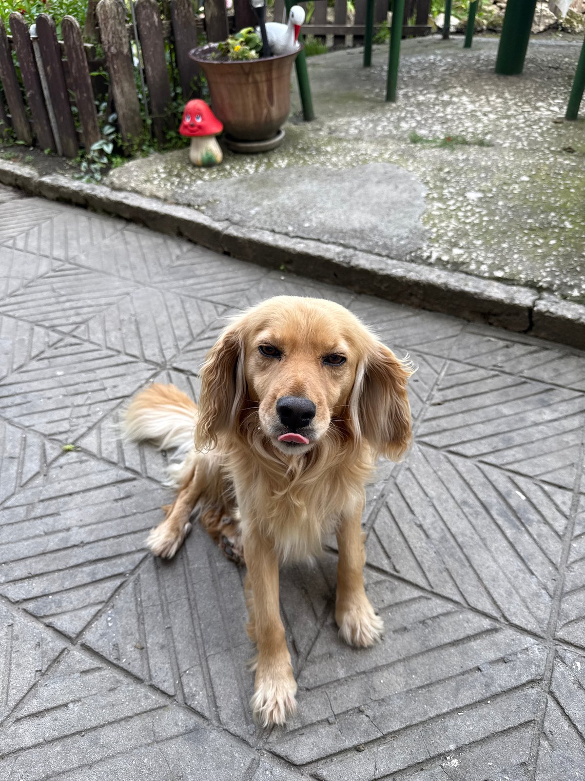 Dog and bird nest spotted in Devnya, Bulgaria