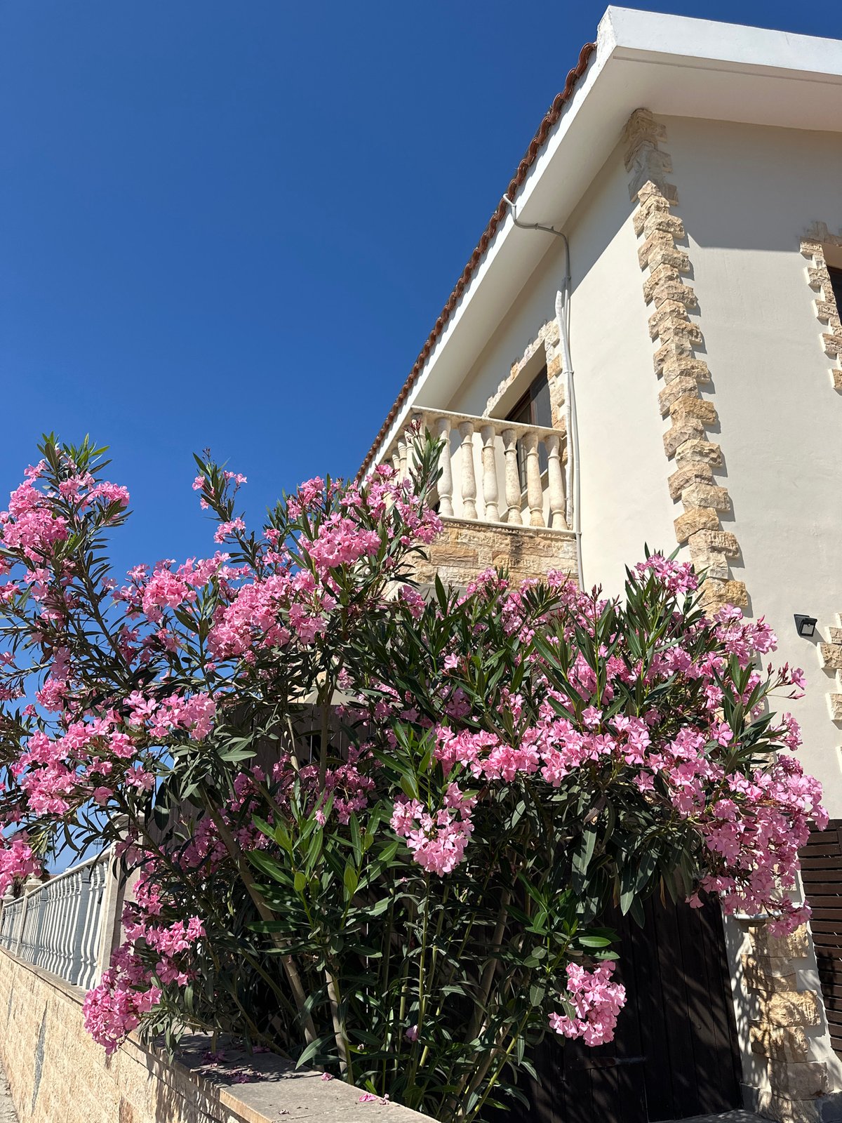 Oleanders in bloom along sunny Peyia streets