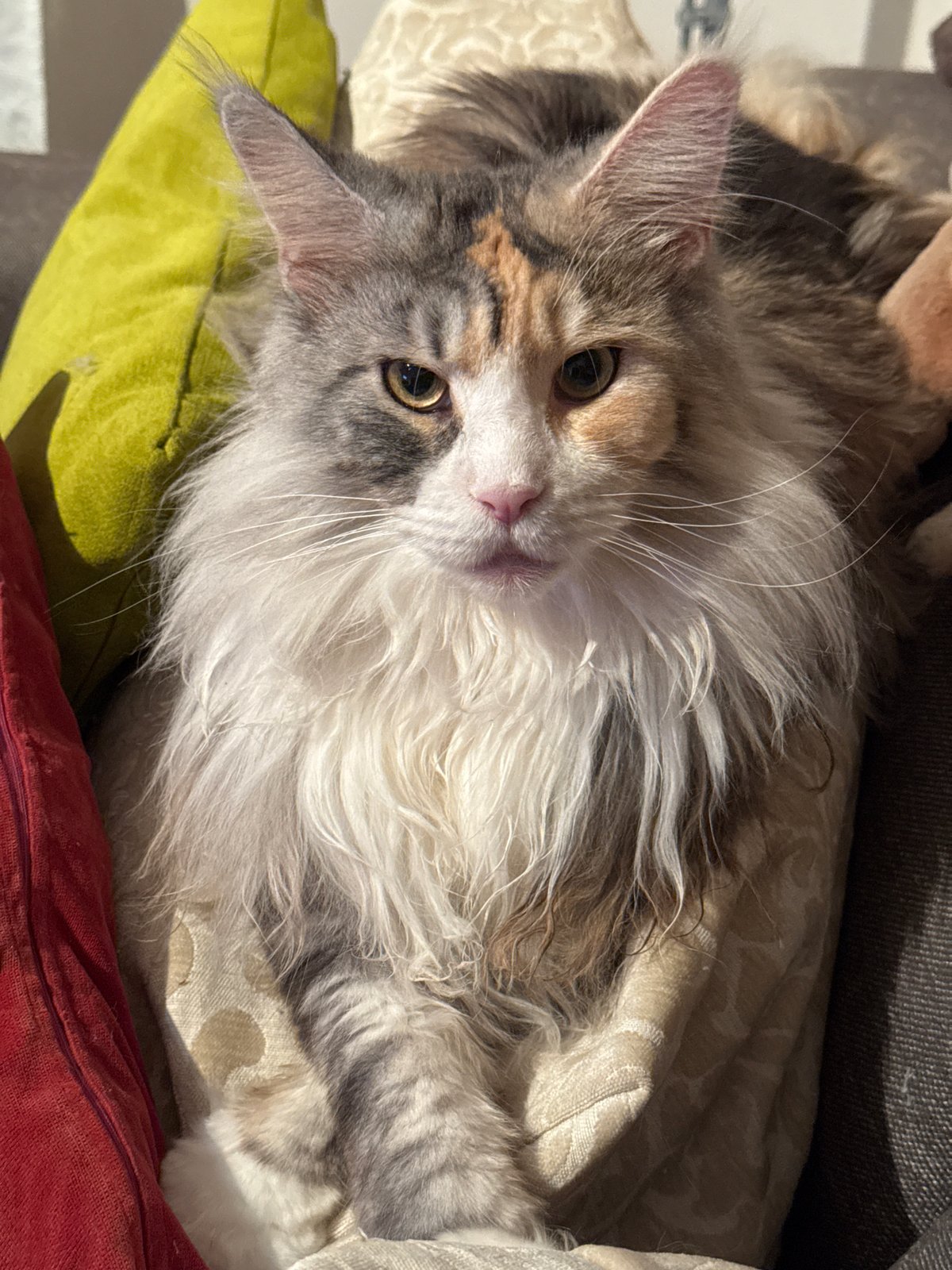 Calico cat relaxes around a Zelenograd apartment