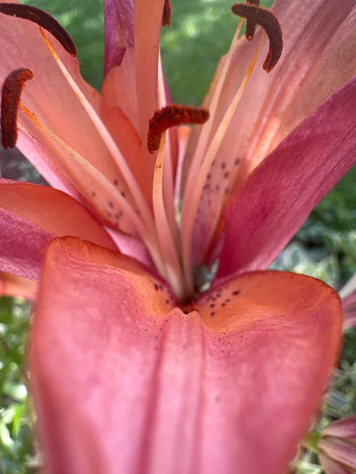 Garden life and backyard moments in Troyan, Bulgaria
