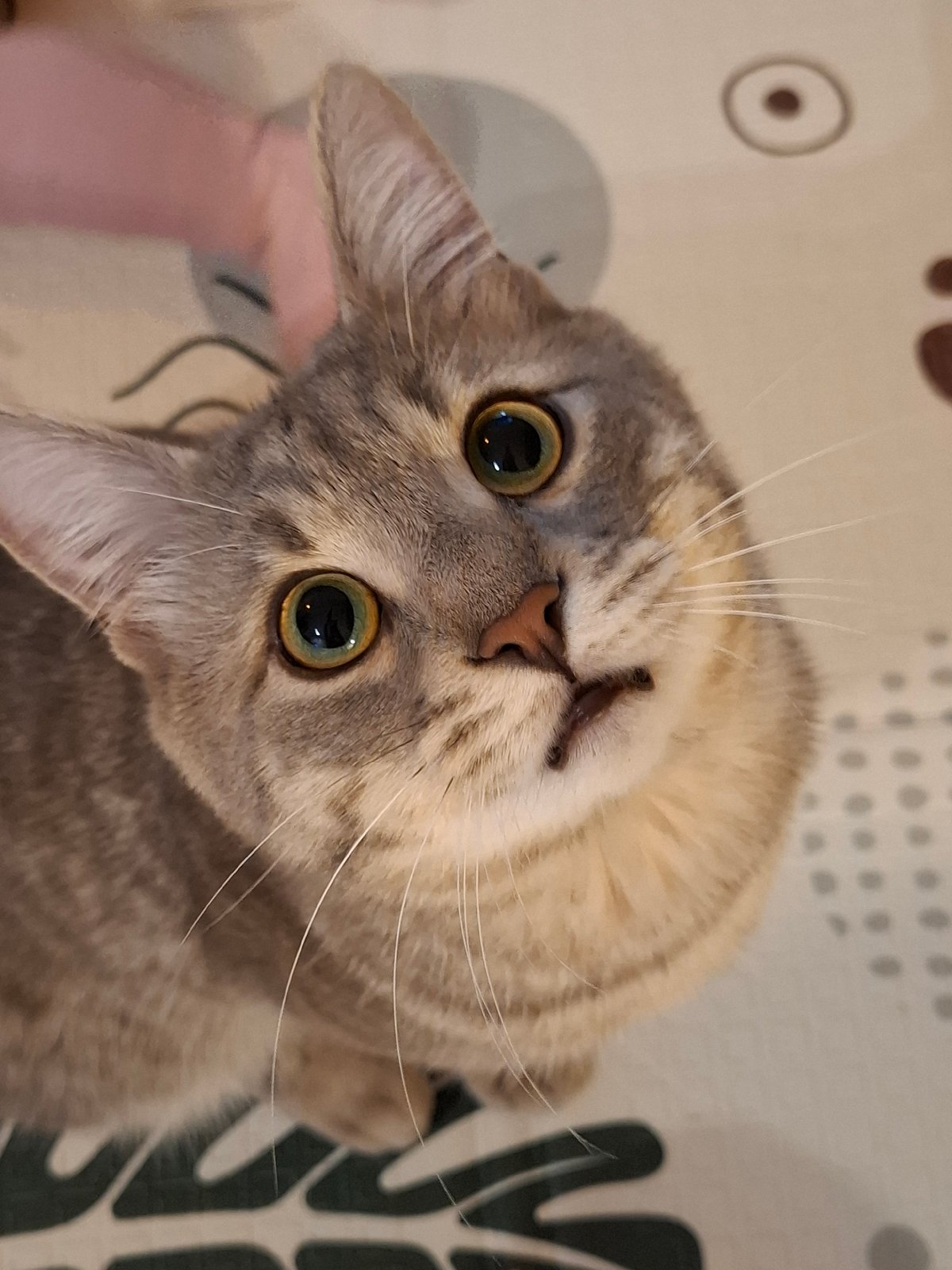 Tabby cat's evening routine documented in Zemun home