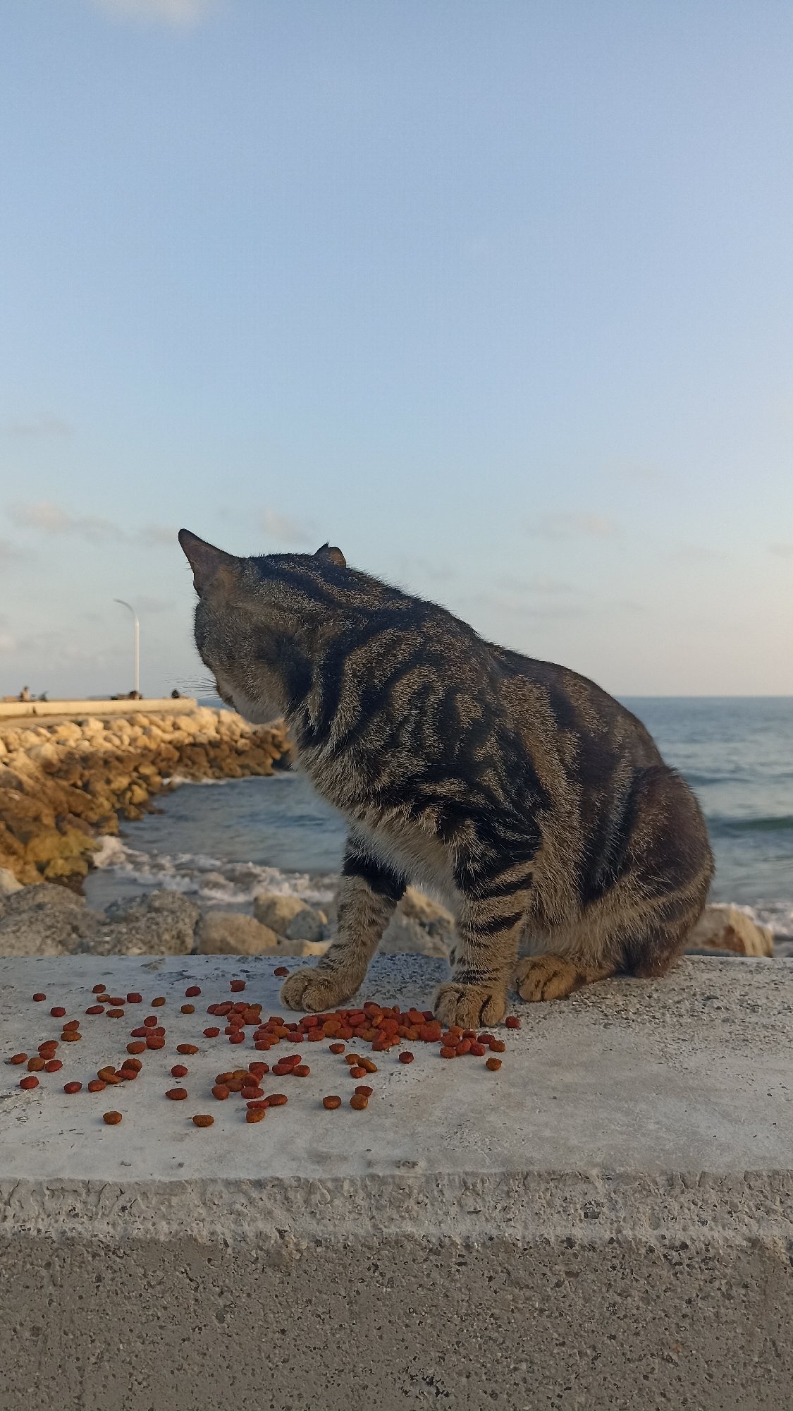 Sunset on the Yenişehir seafront, cats and all