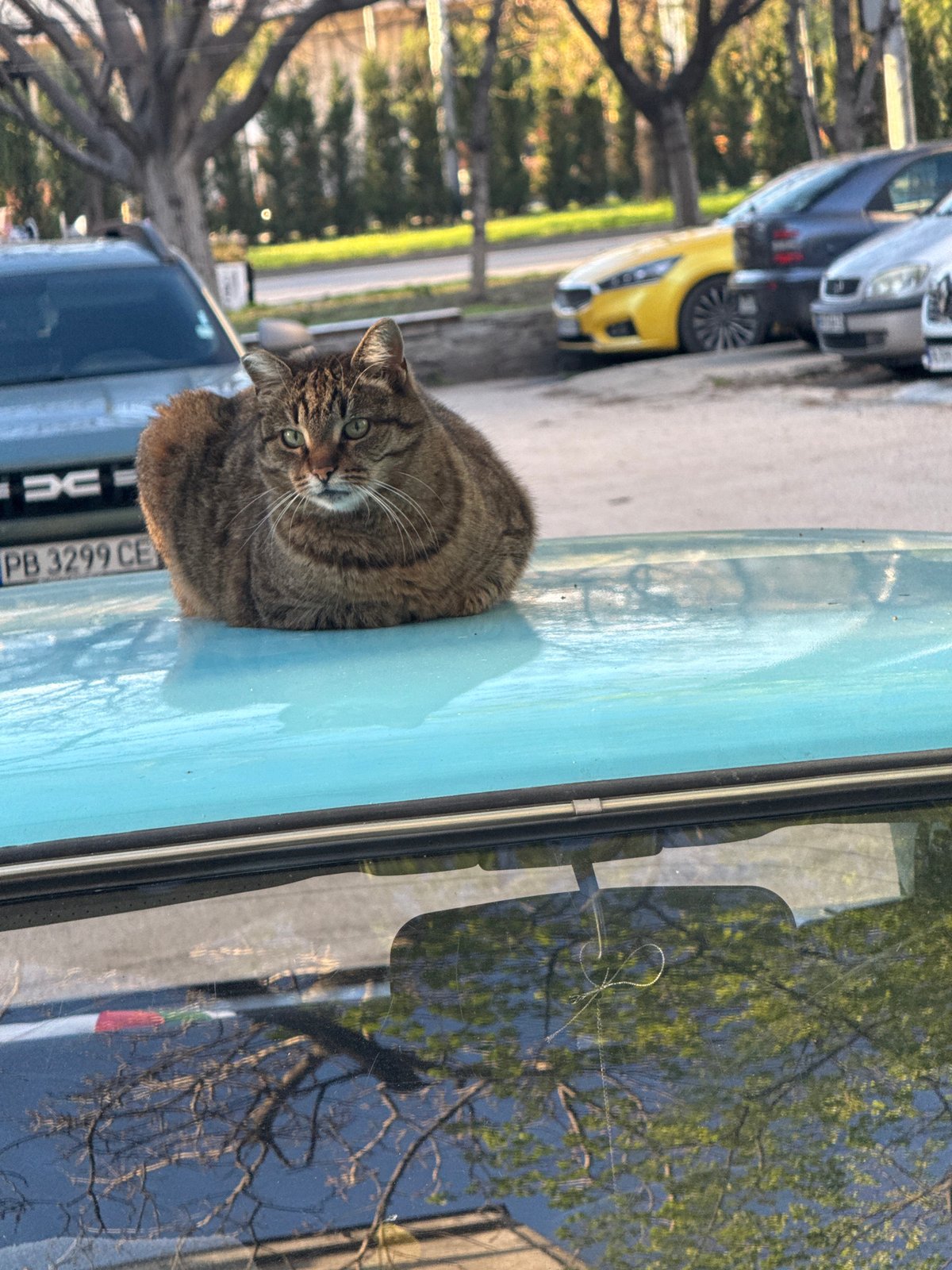 Cat sits on parked car hood in Plovdiv