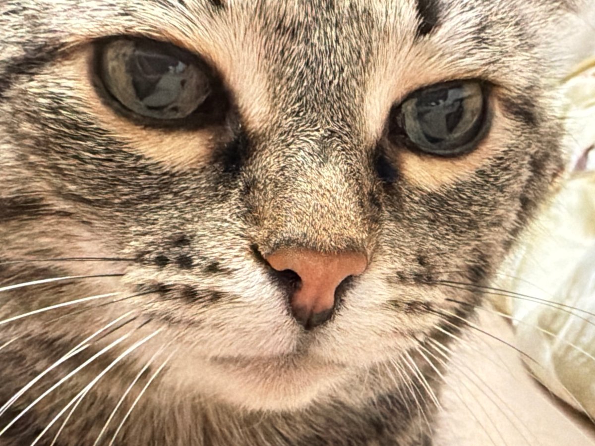 Tabby cat photographed resting on furniture in Izhevsk