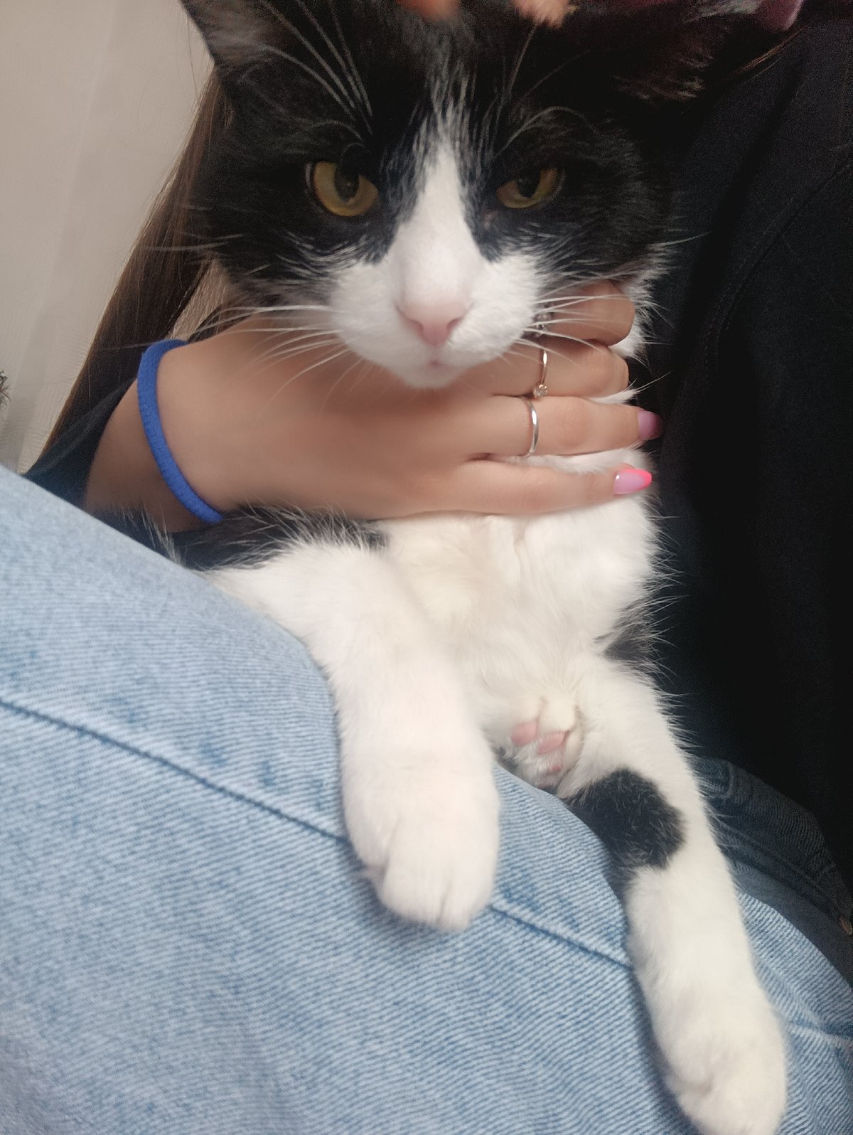 Tuxedo cat documented in multiple photos in Chaikovsky, Russia