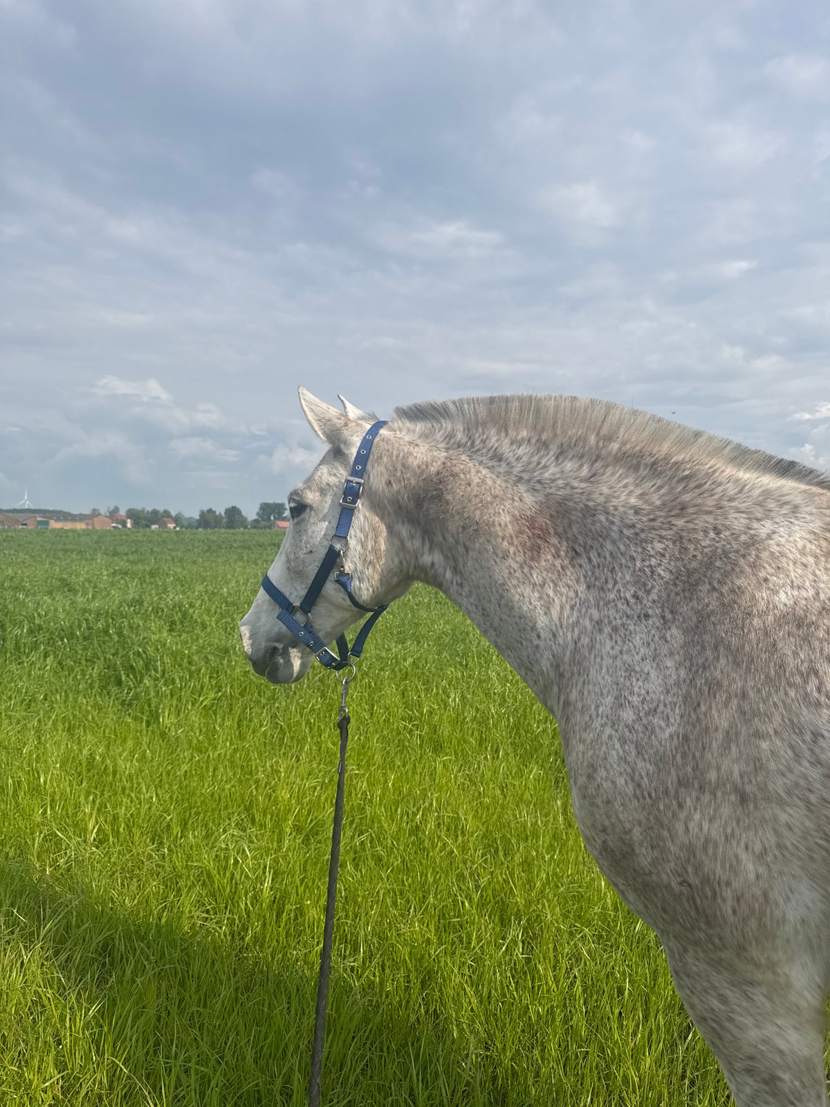 Gray horse grazes in Belgian countryside fields