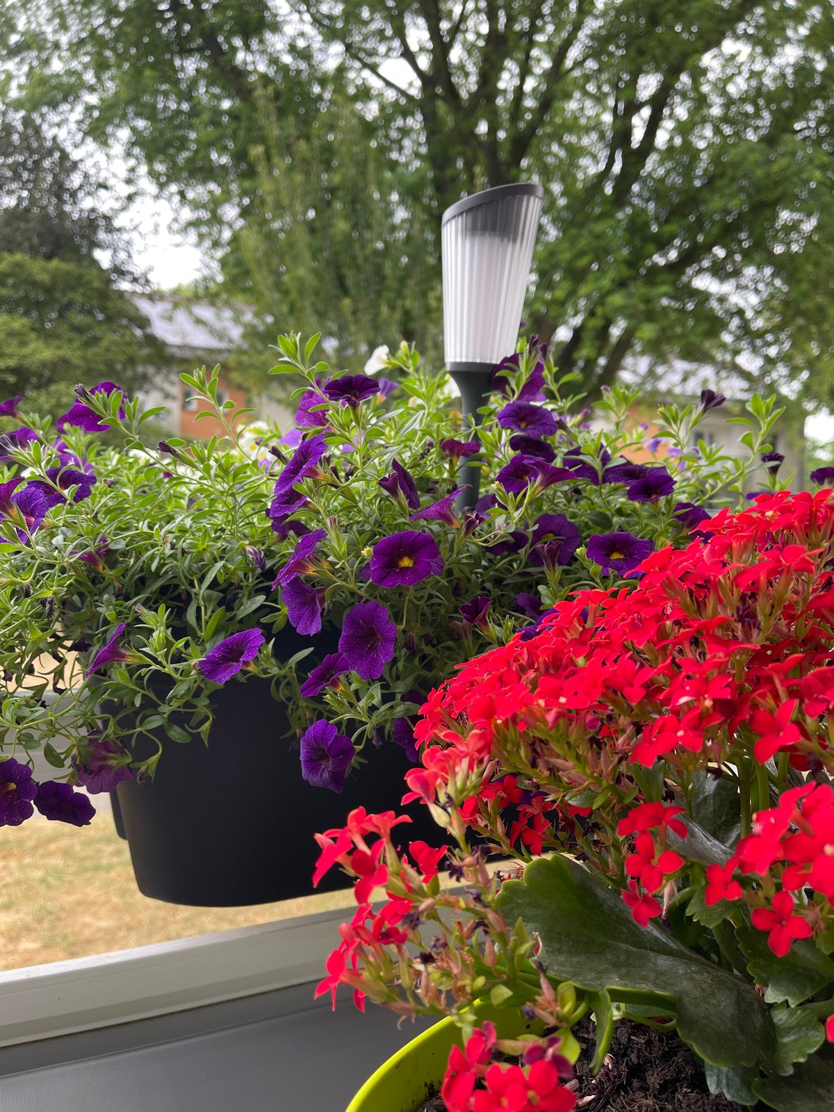 Close-up look at a colorful balcony flower display