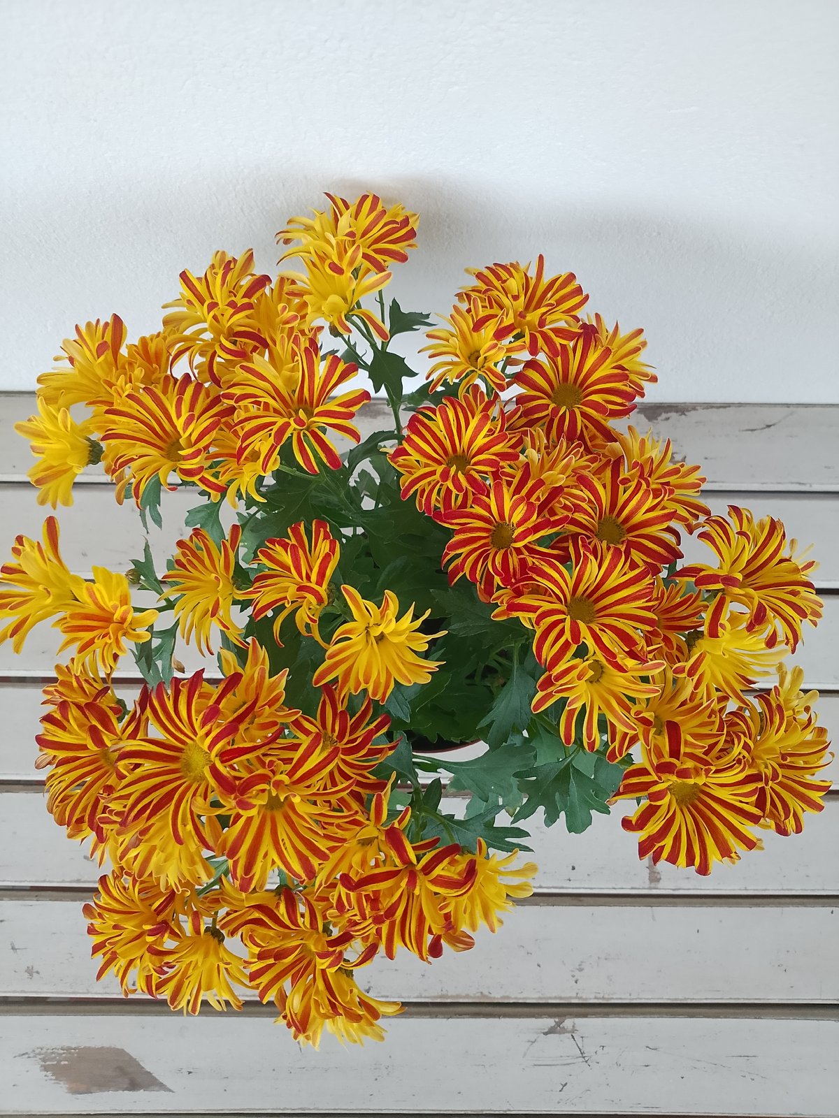 Flowers in and around a Rheda-Wiedenbrück home, summer afternoon.
