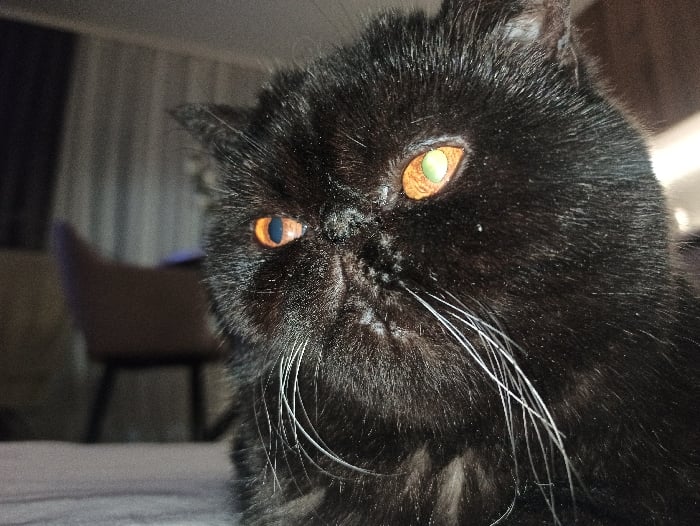 Russian resident documents cats, aquarium, winter scenes during late-night hours
