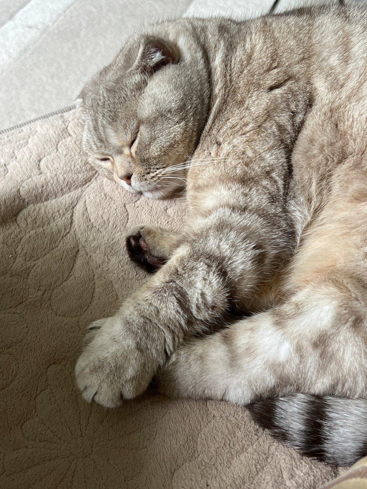 Woman documents morning moments with tabby cat in Chaikovsky