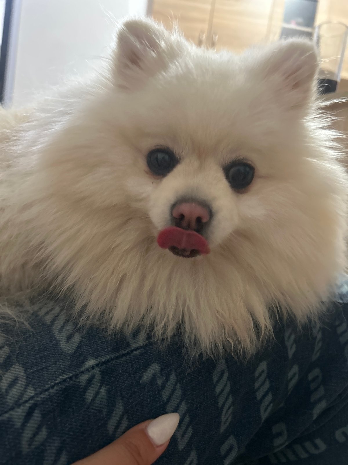 White Pomeranian's cozy evening photoshoot on couch in Varna