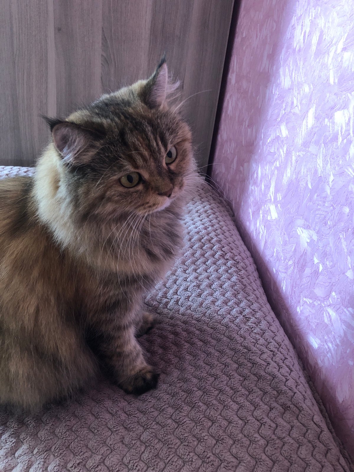 Tabby cat lounging on a pink blanket, multiple angles