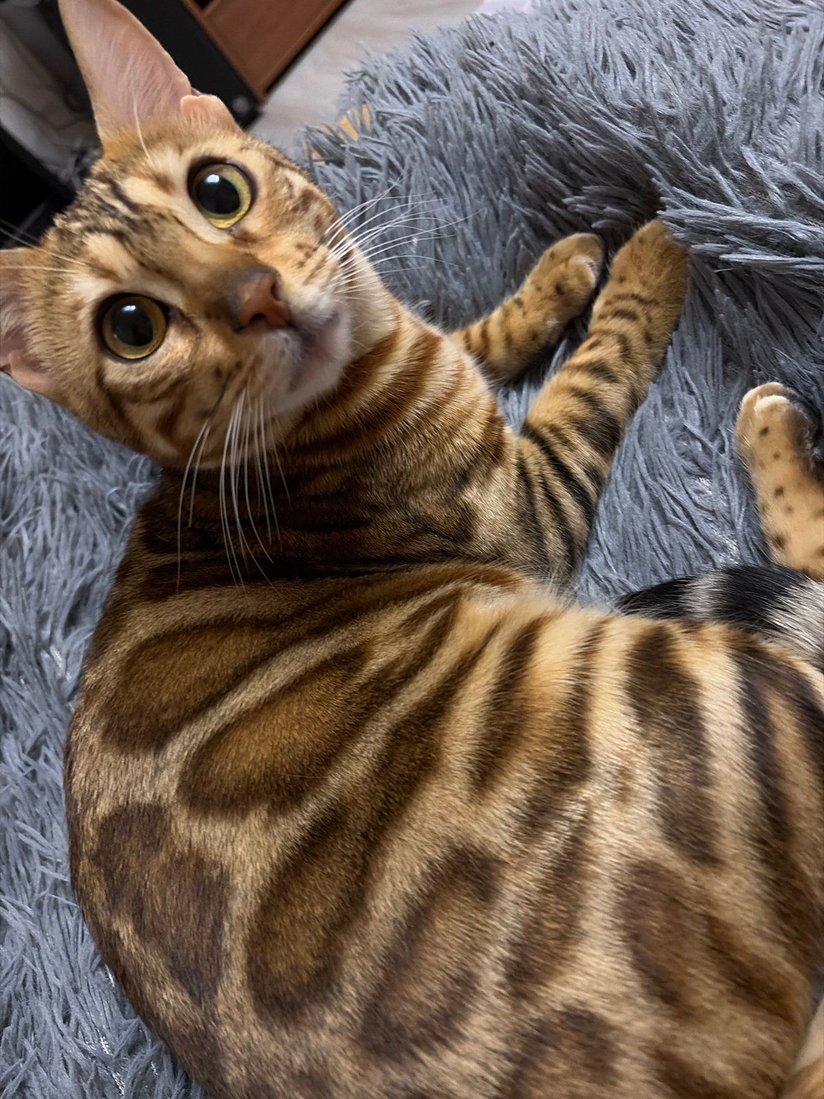 Bengal cat photographed in close-up shots in Krasnoyarsk