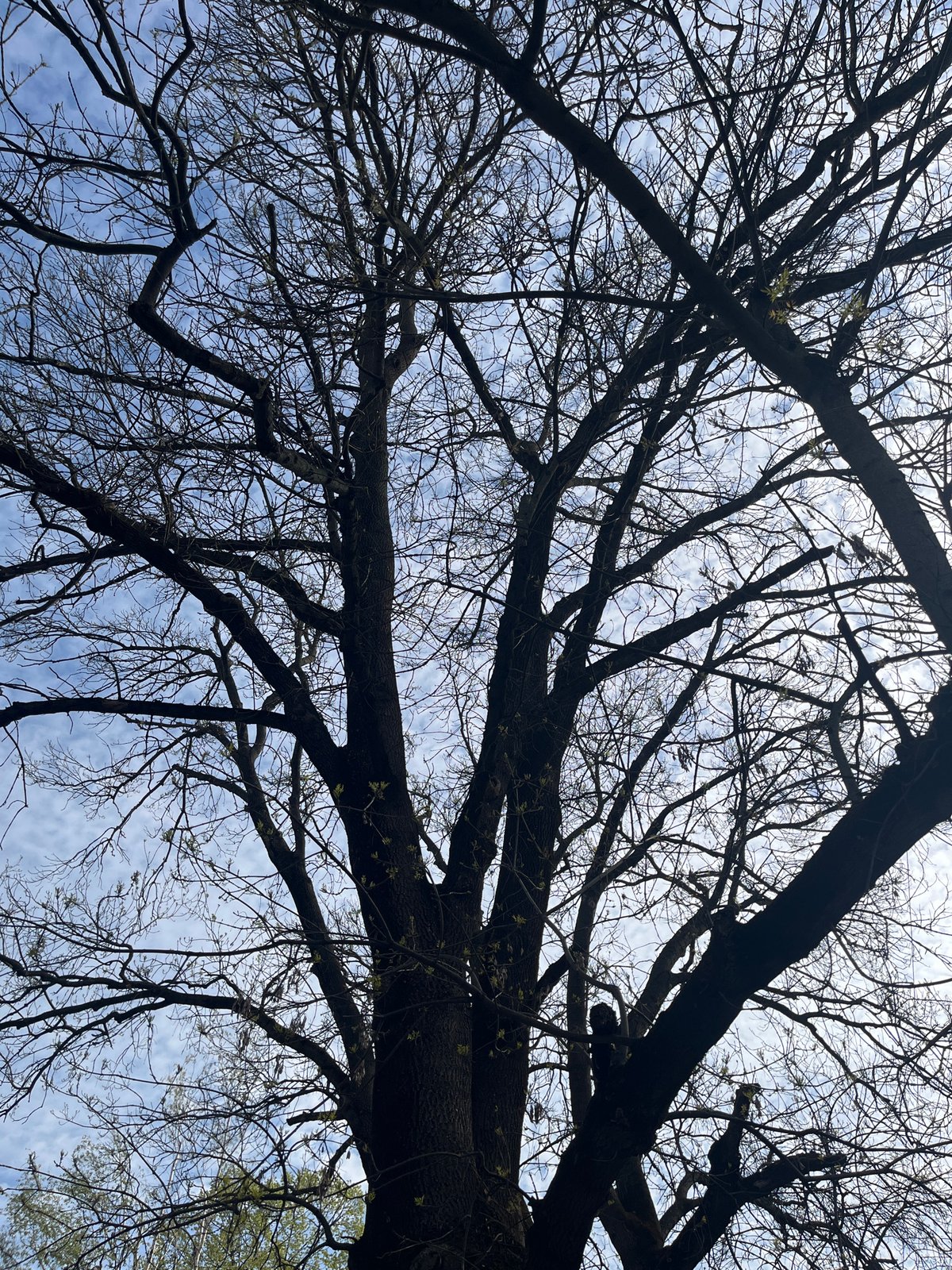 Observer captures early spring trees budding against cloudy sky