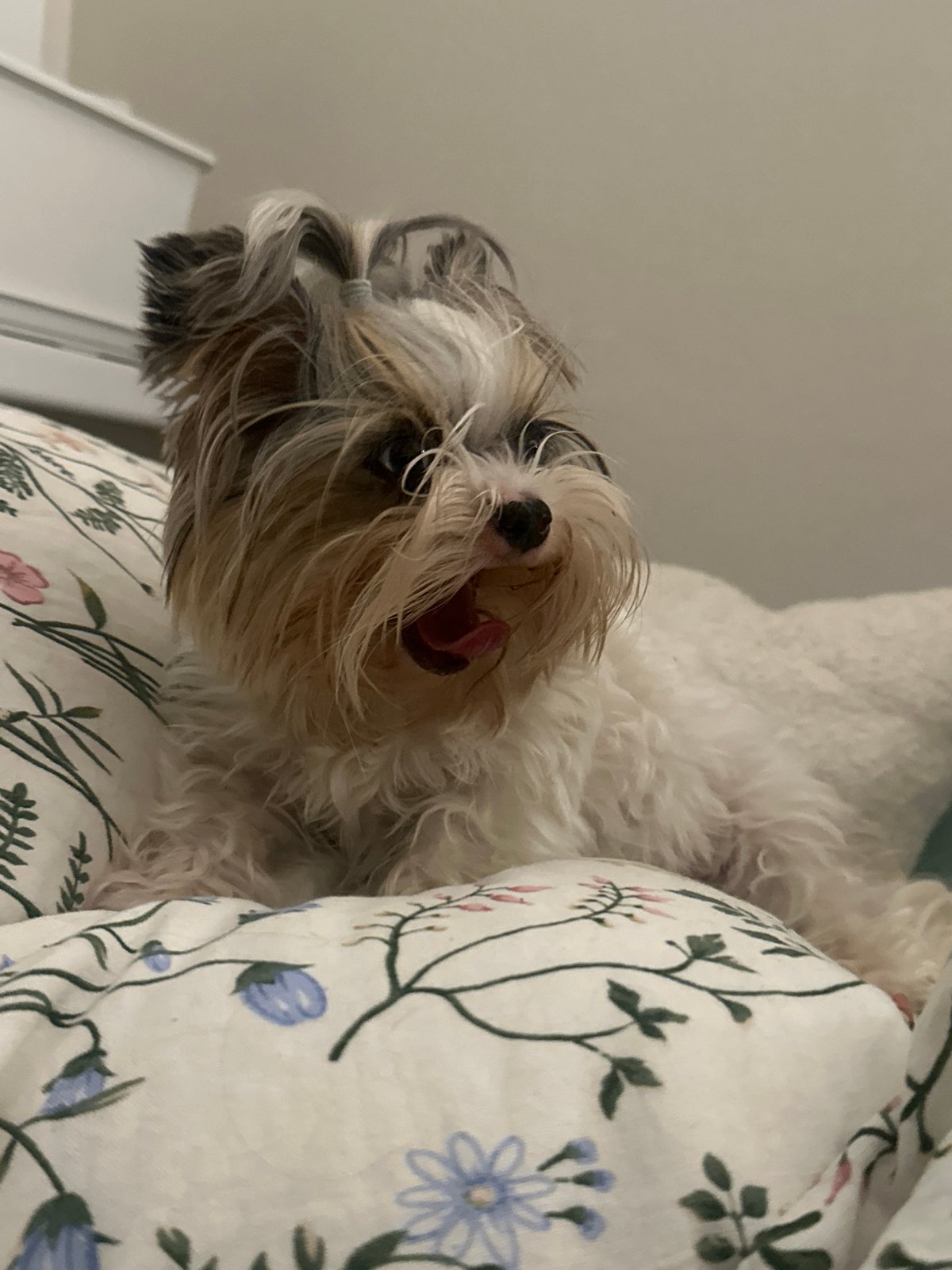 Small fluffy dog plays and rests indoors in Moscow