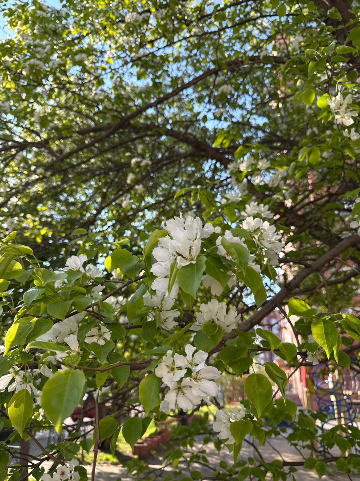 Late-night drive documented through blooming Krasnoyarsk streets