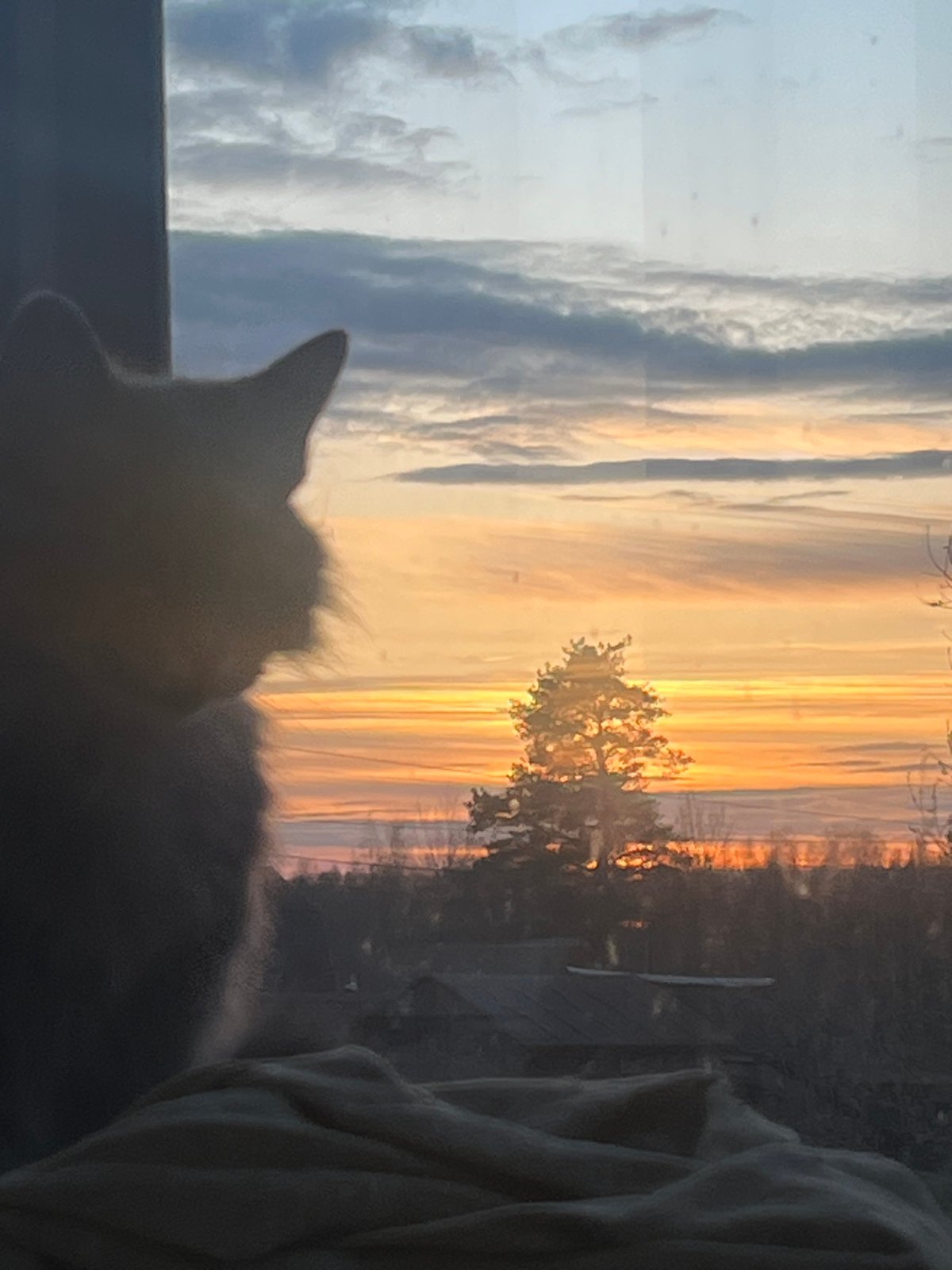 Cat silhouetted against sunset window in Раздолье, Russia