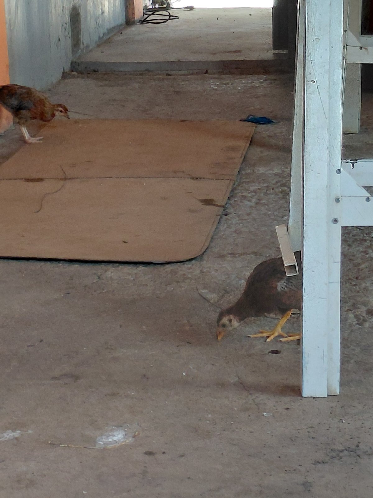 Domestic life glimpses from Santa Ana, Venezuela afternoon