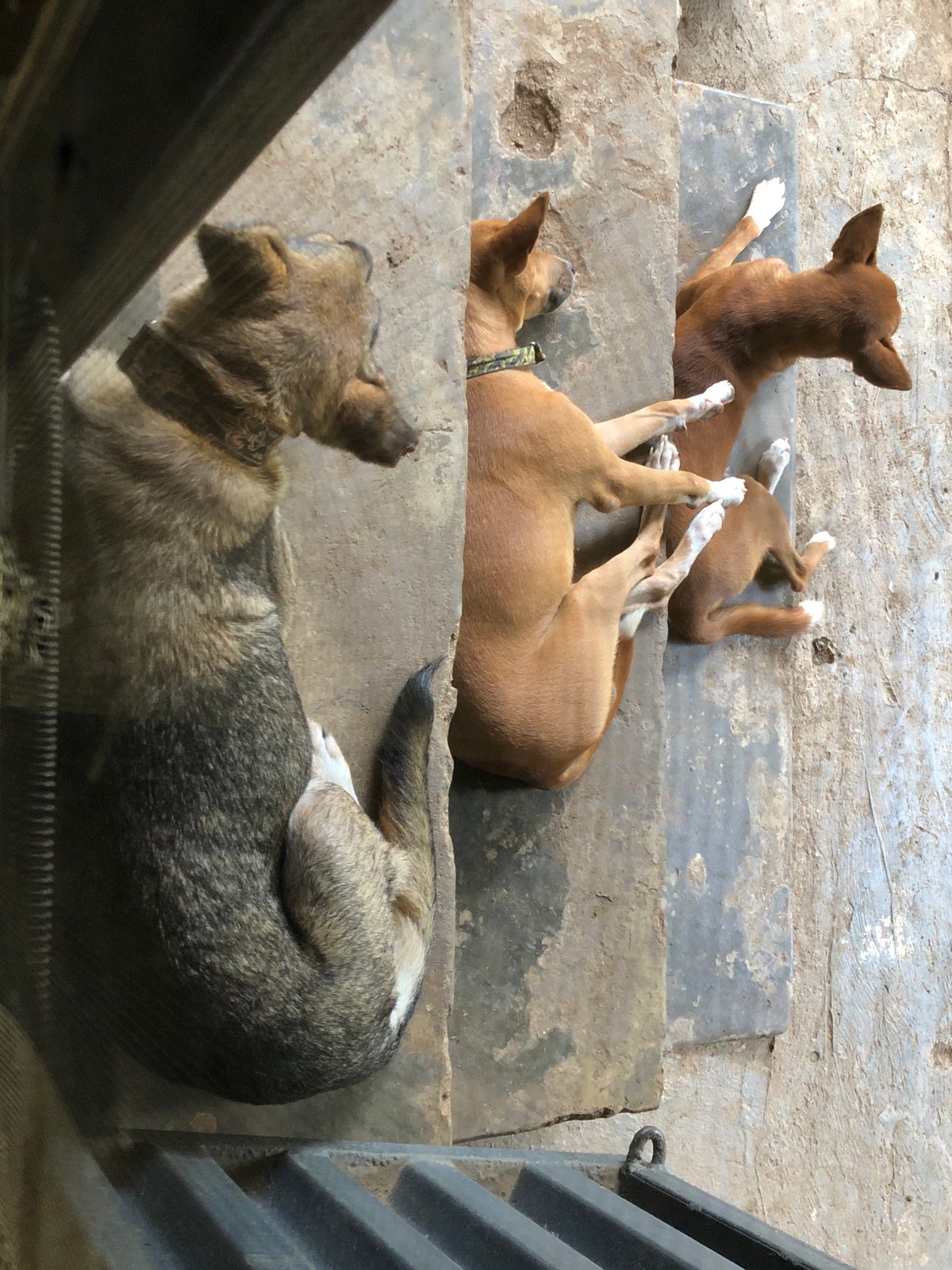 A quiet Lagos morning: streets, dogs, TV, and garden bugs