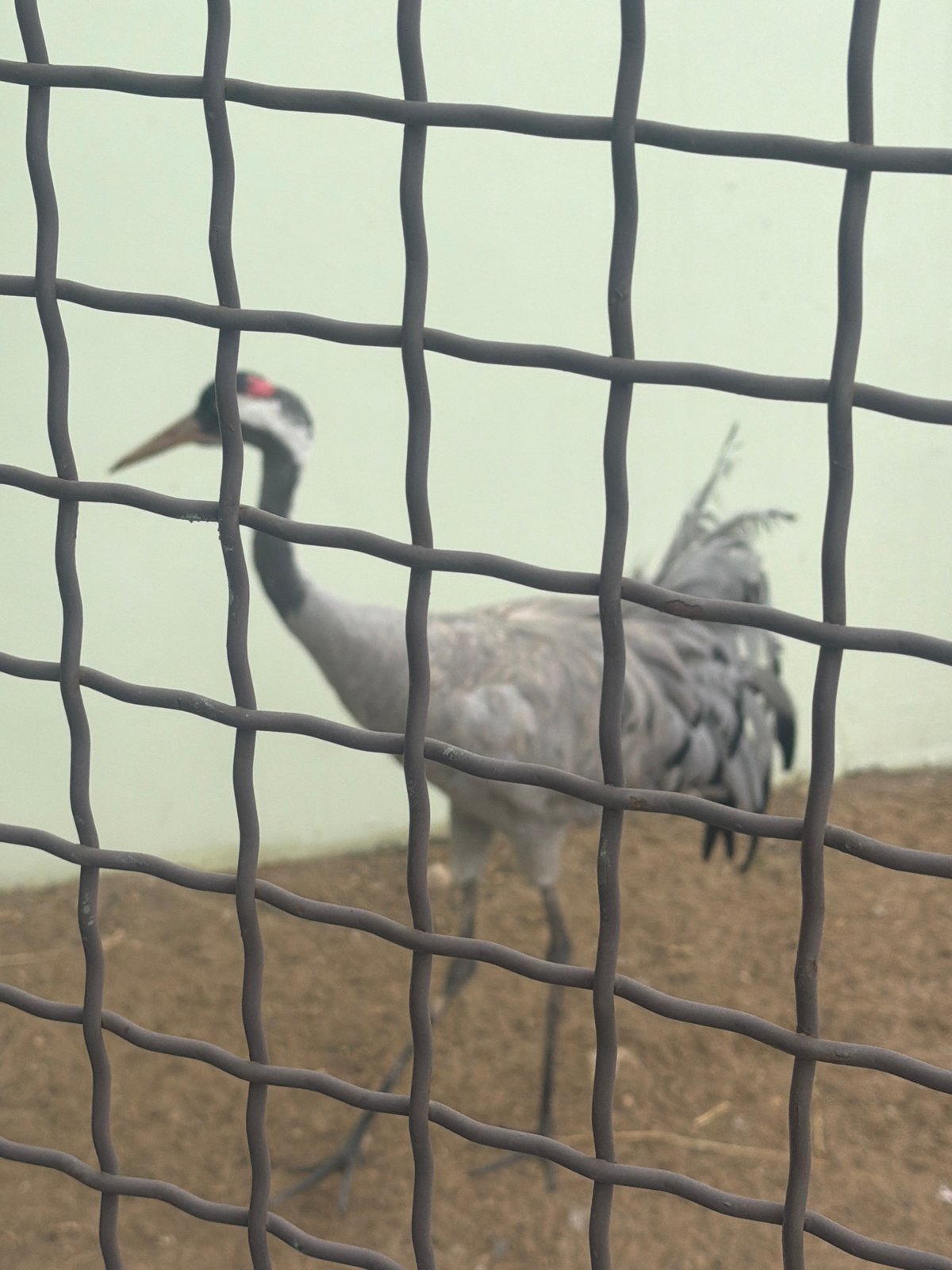 Animals observed at Perm Zoo during morning visit