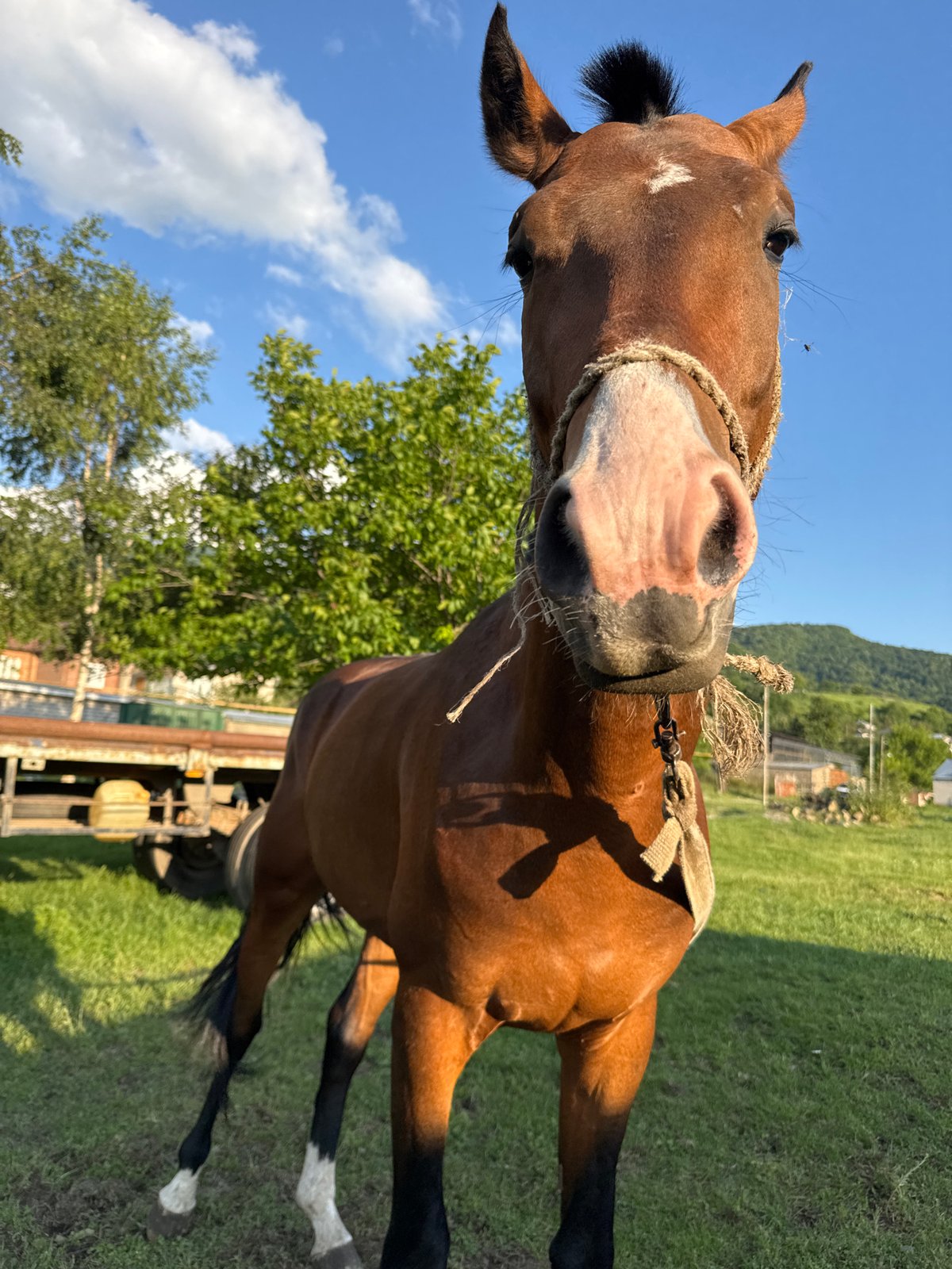 Afternoon along the river in Karachayevsk: horses, wildflowers, mountains