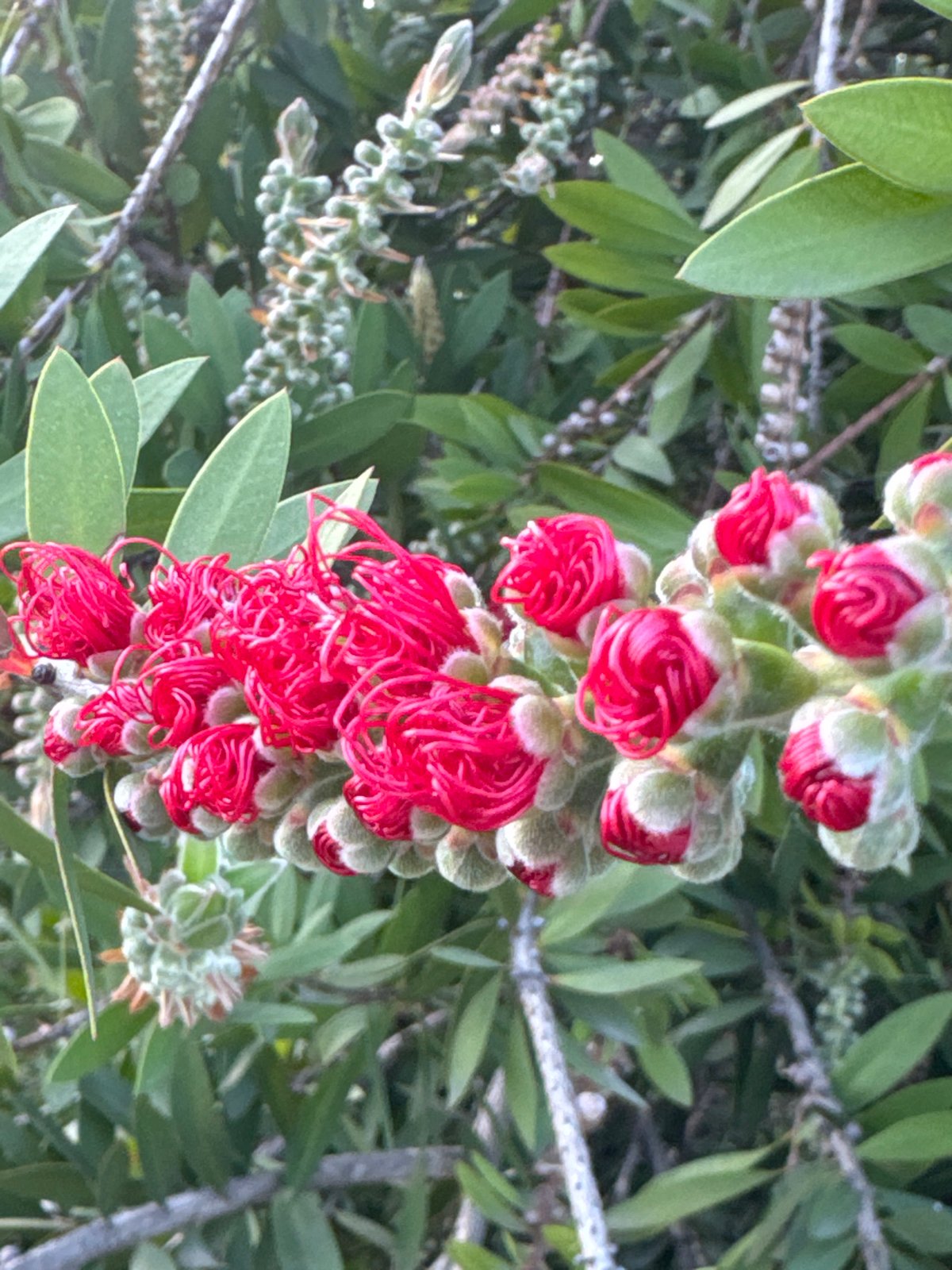 Spring flora and residential scenes documented in Aprilia, Italy