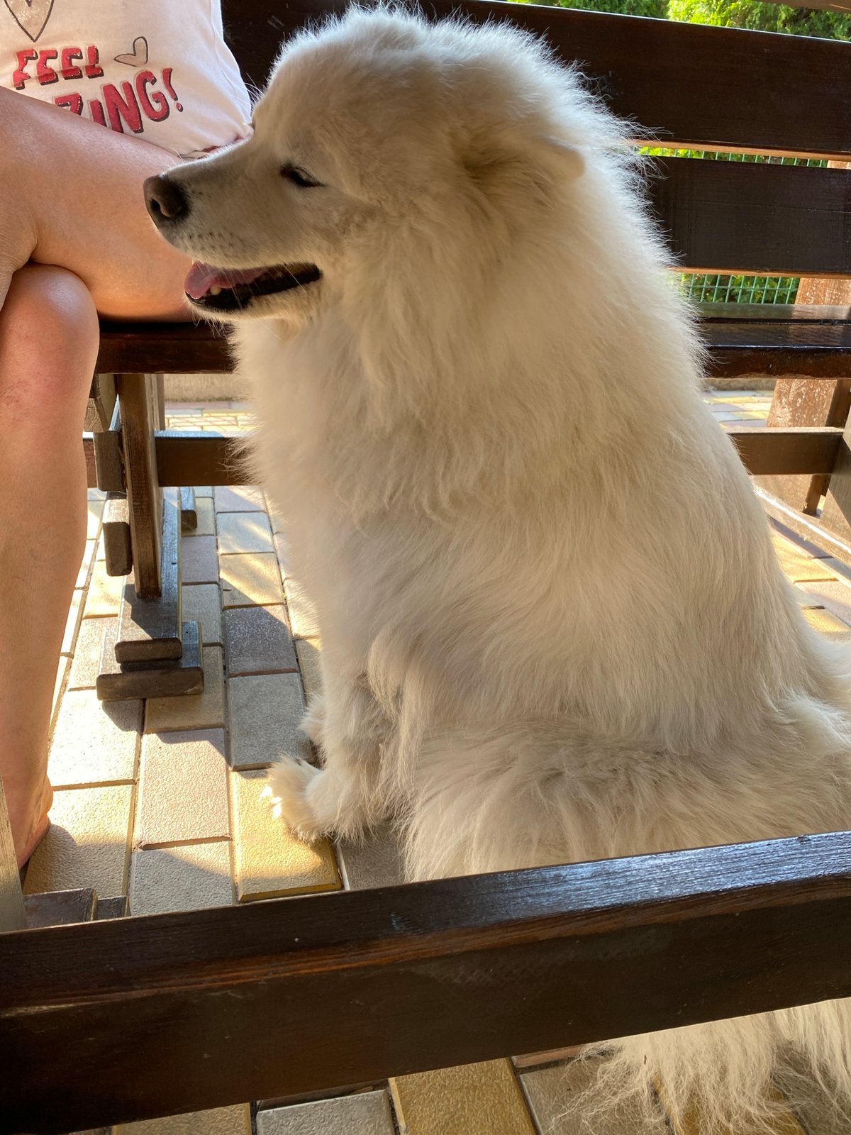 An afternoon with two Samoyed dogs on a sunny patio