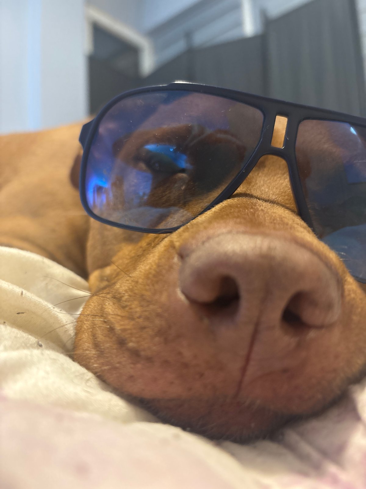 Dog photographed resting indoors, wearing sunglasses in Sofia apartment