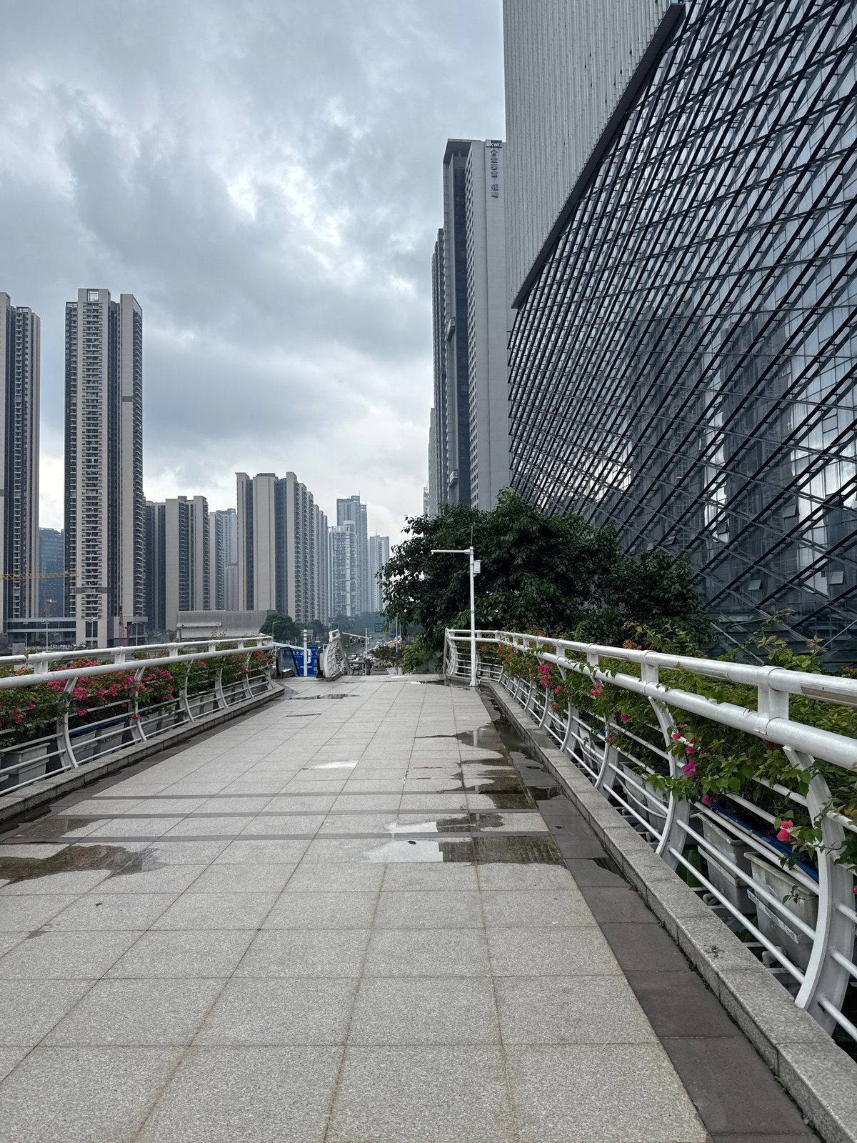 Rainy morning walk along Tianhe's flower-lined pedestrian bridge