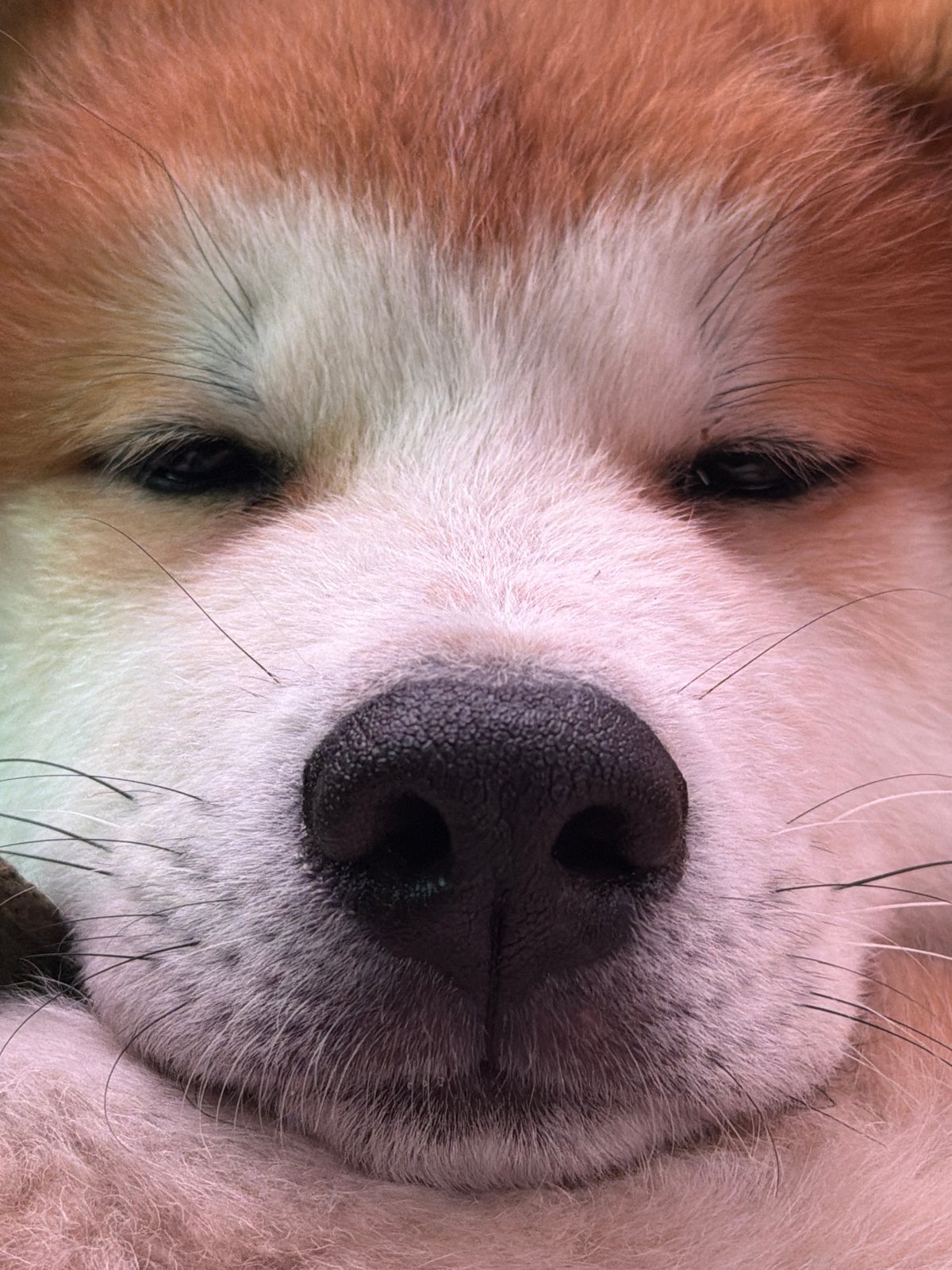 Dog photos and car selfie captured in Chaikovsky, Russia