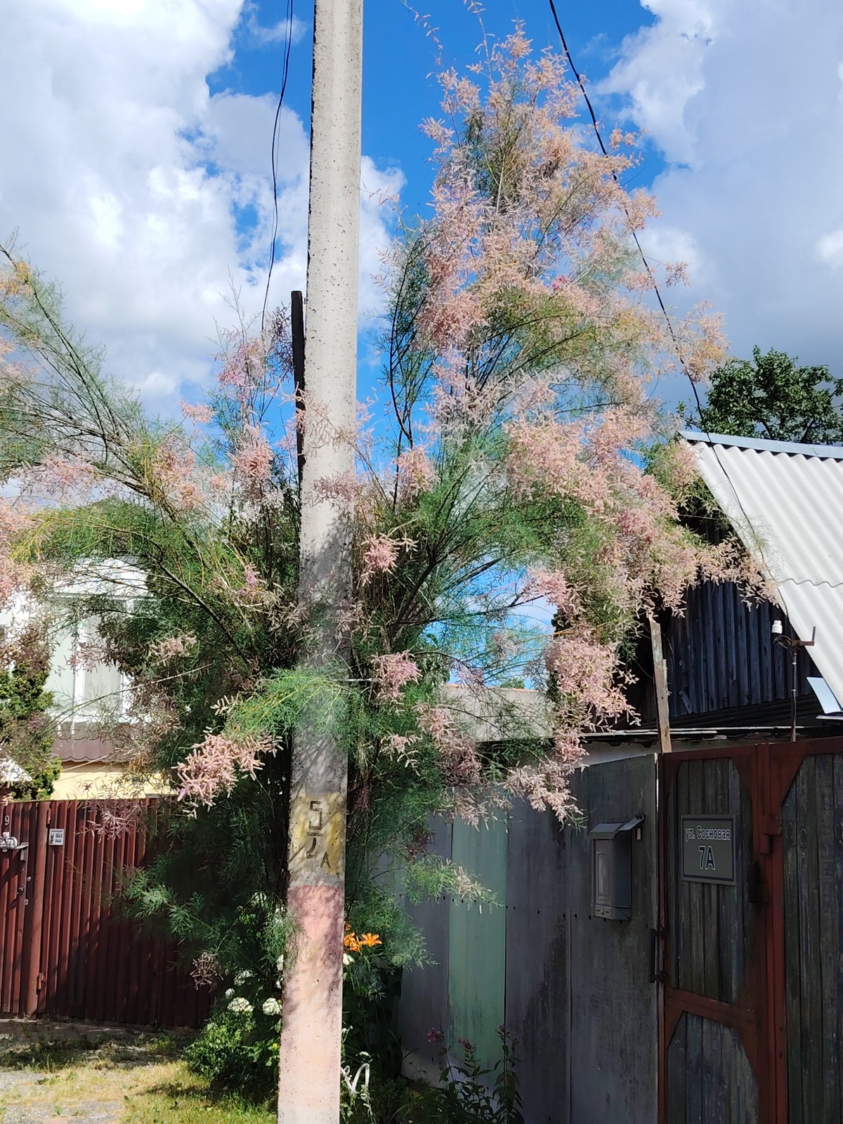 Tamarix tree blooming beside a fence in Homyel