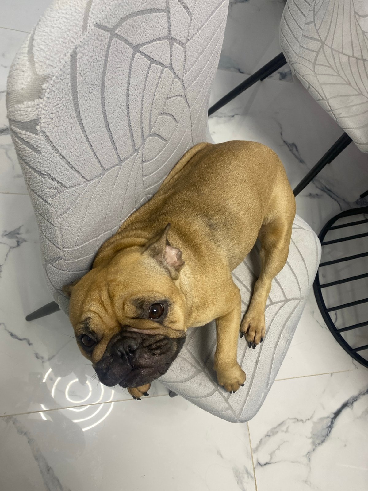 Bulldog rests on patterned chair in Sofia home