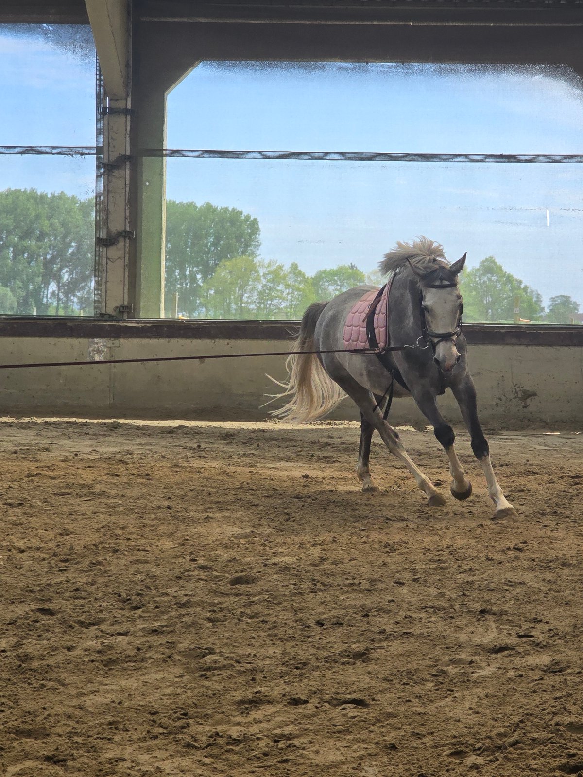 Gray horse with pink saddle pad spotted in Belgian riding arena
