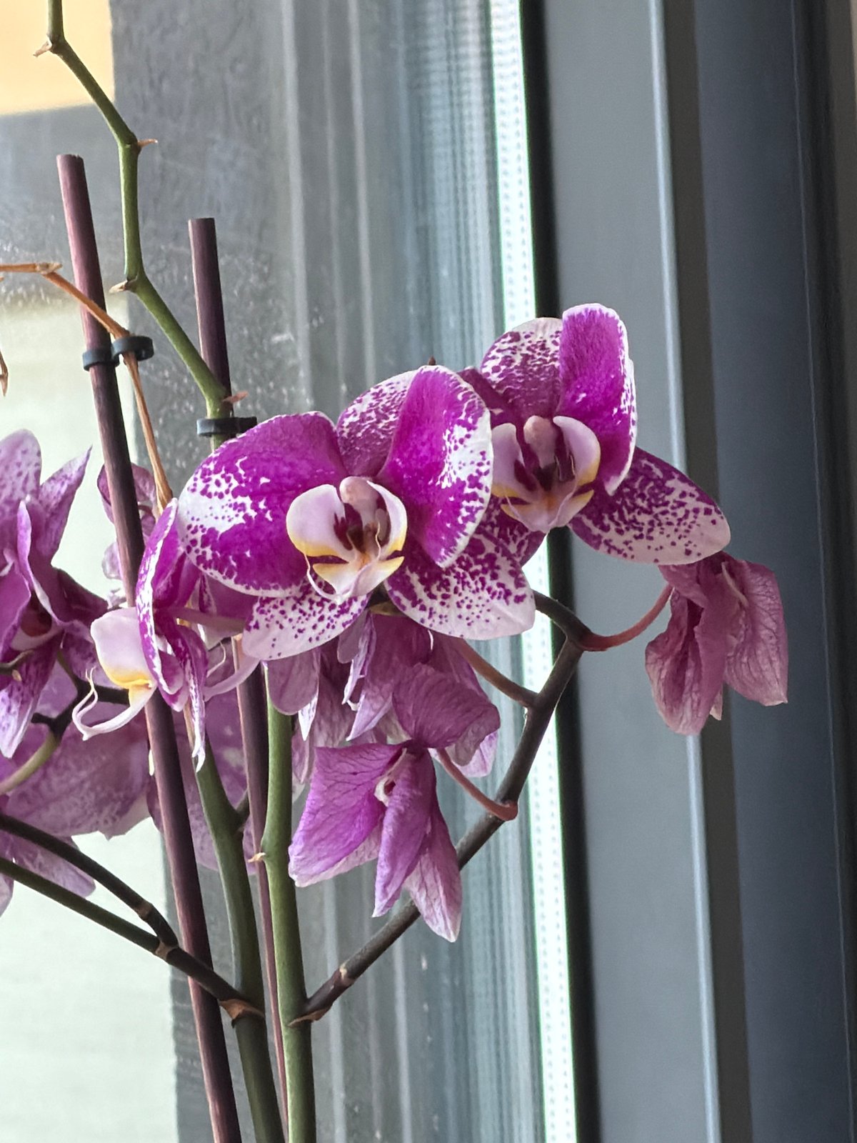 Ramat Gan resident documents indoor plant collection and home decor