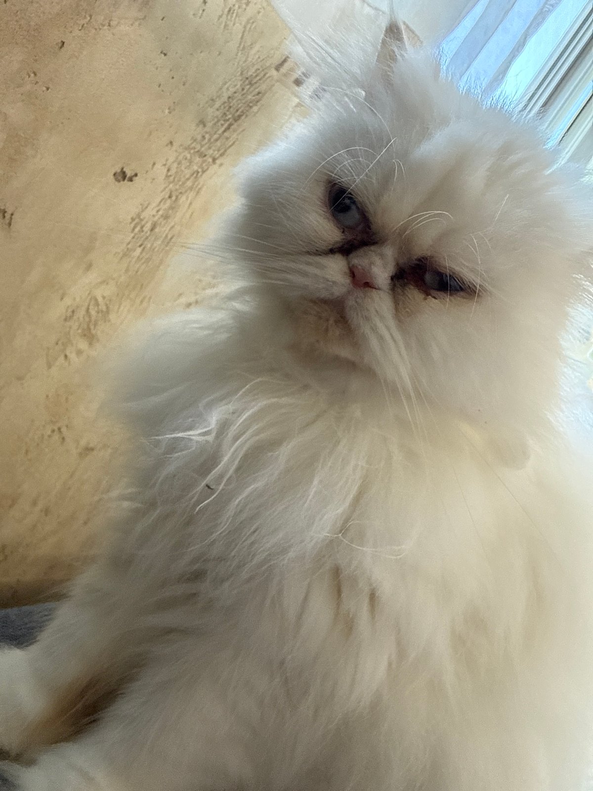 Persian cats photographed sleeping on sofa in Burgas, Bulgaria