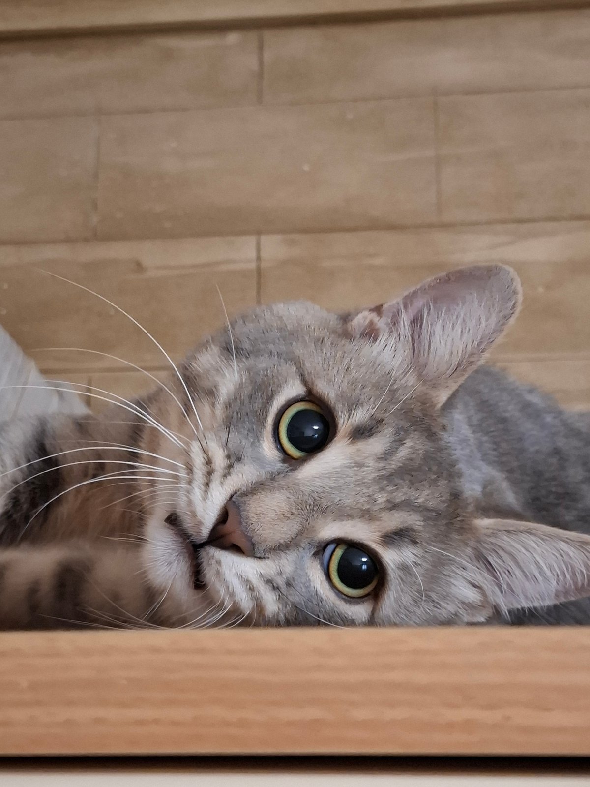 Grey tabby cat photographed in playful indoor poses