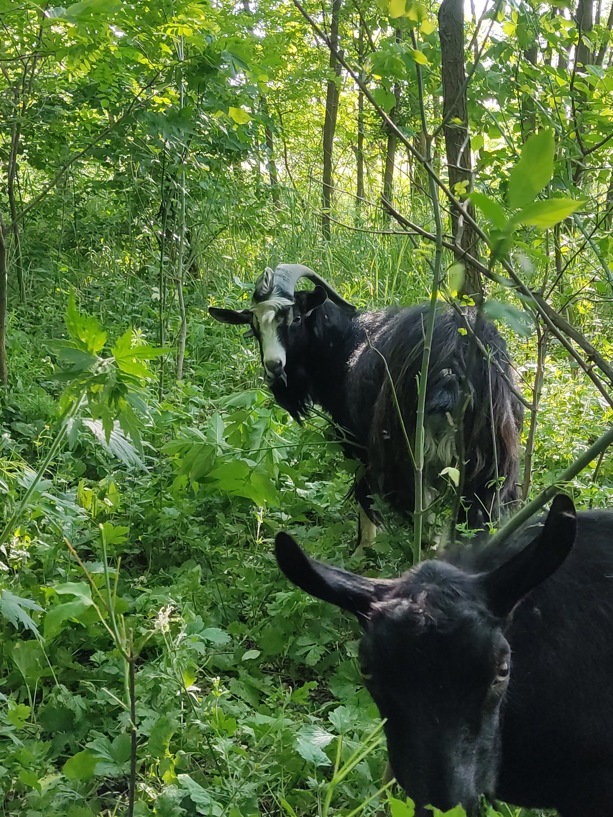 Goats graze in dense woodland near Mospyne, Ukraine