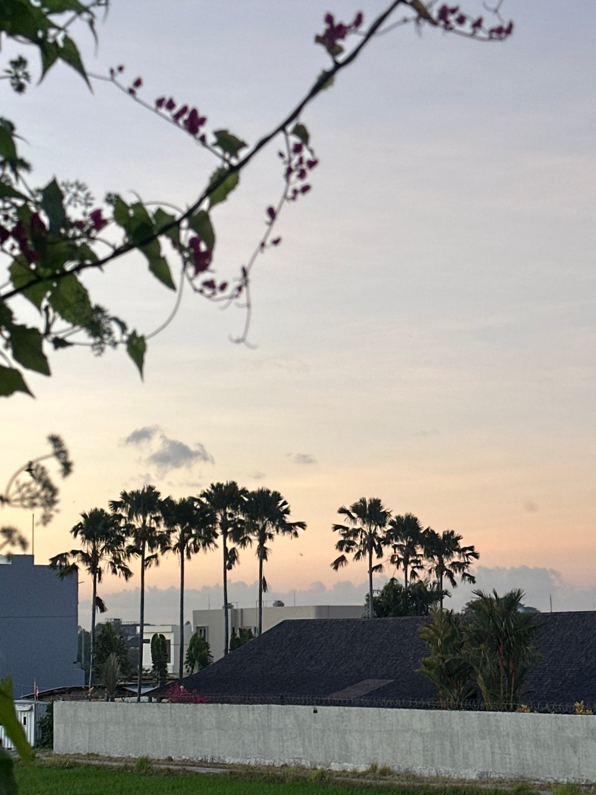 Flowering plants at dusk in North Kuta, Bali