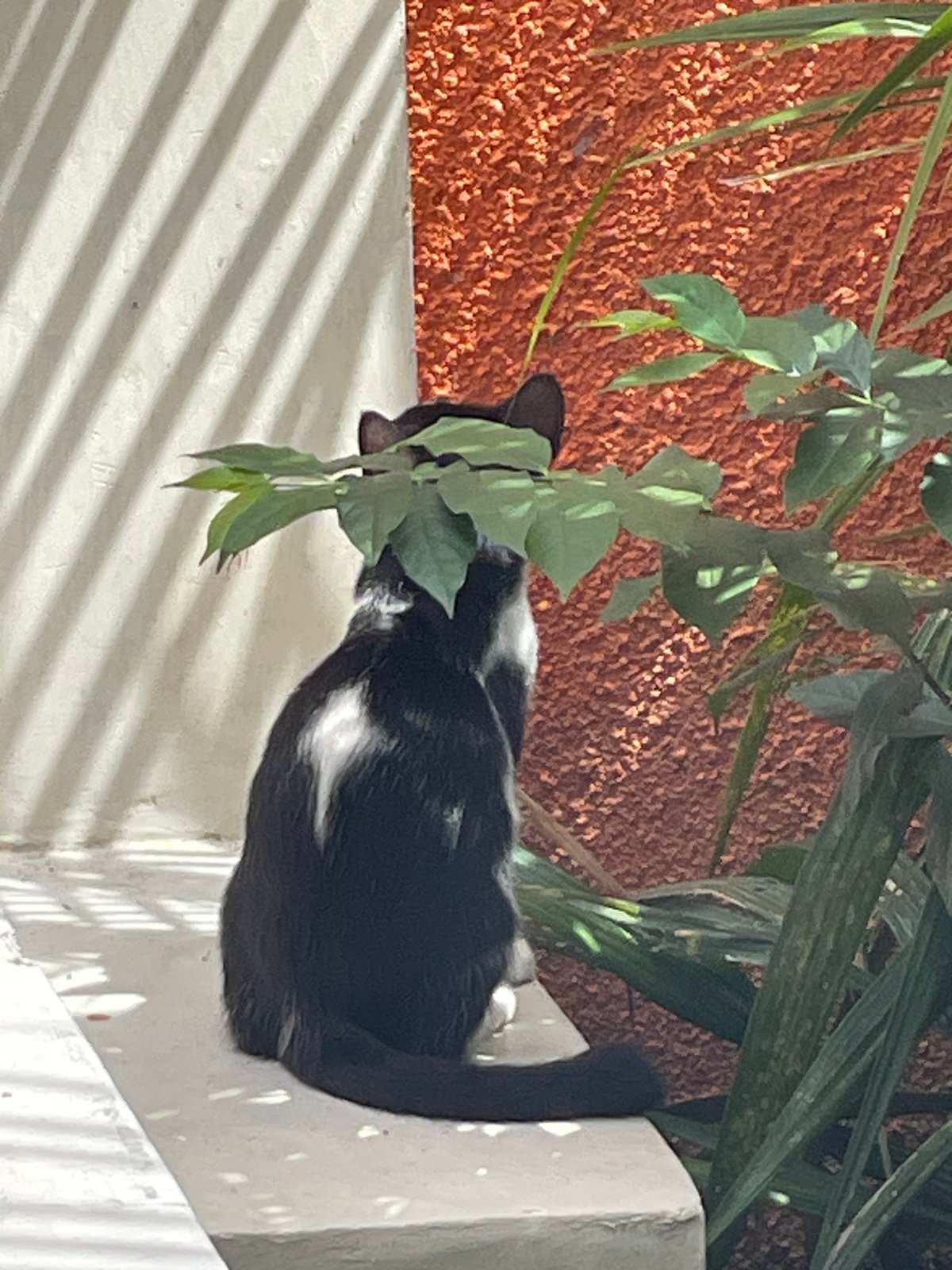 Morning domestic moments with cats documented in Denpasar home